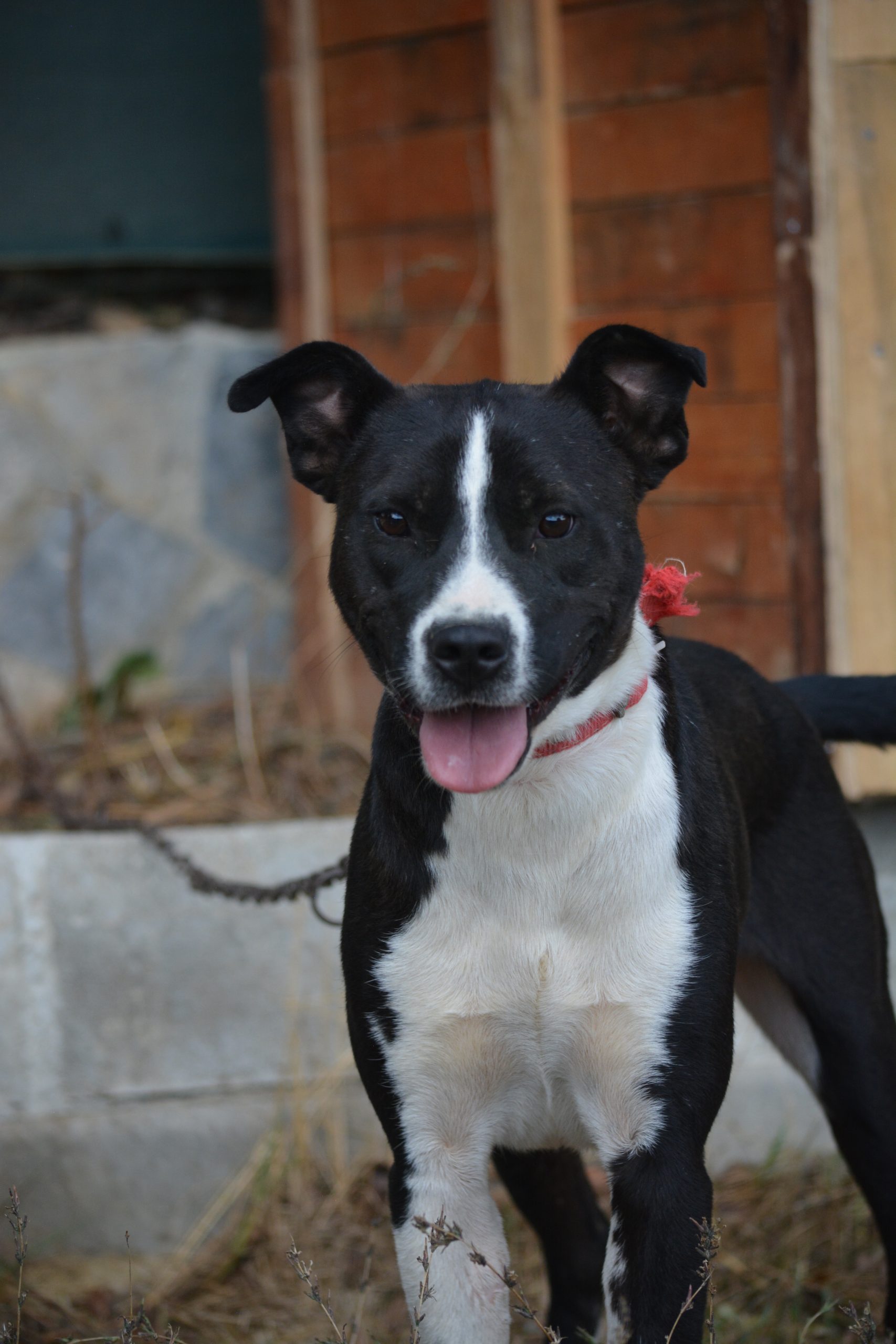 ***Reserviert*** Traumhund „Peppino“ ist voller Tatendrang, ca. 2023 geboren.