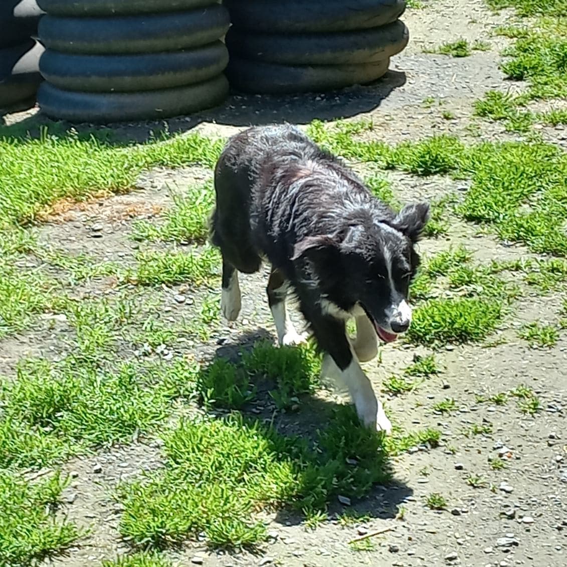 „Pompon“, Border Collie Rüde, ca. 2023 geb.