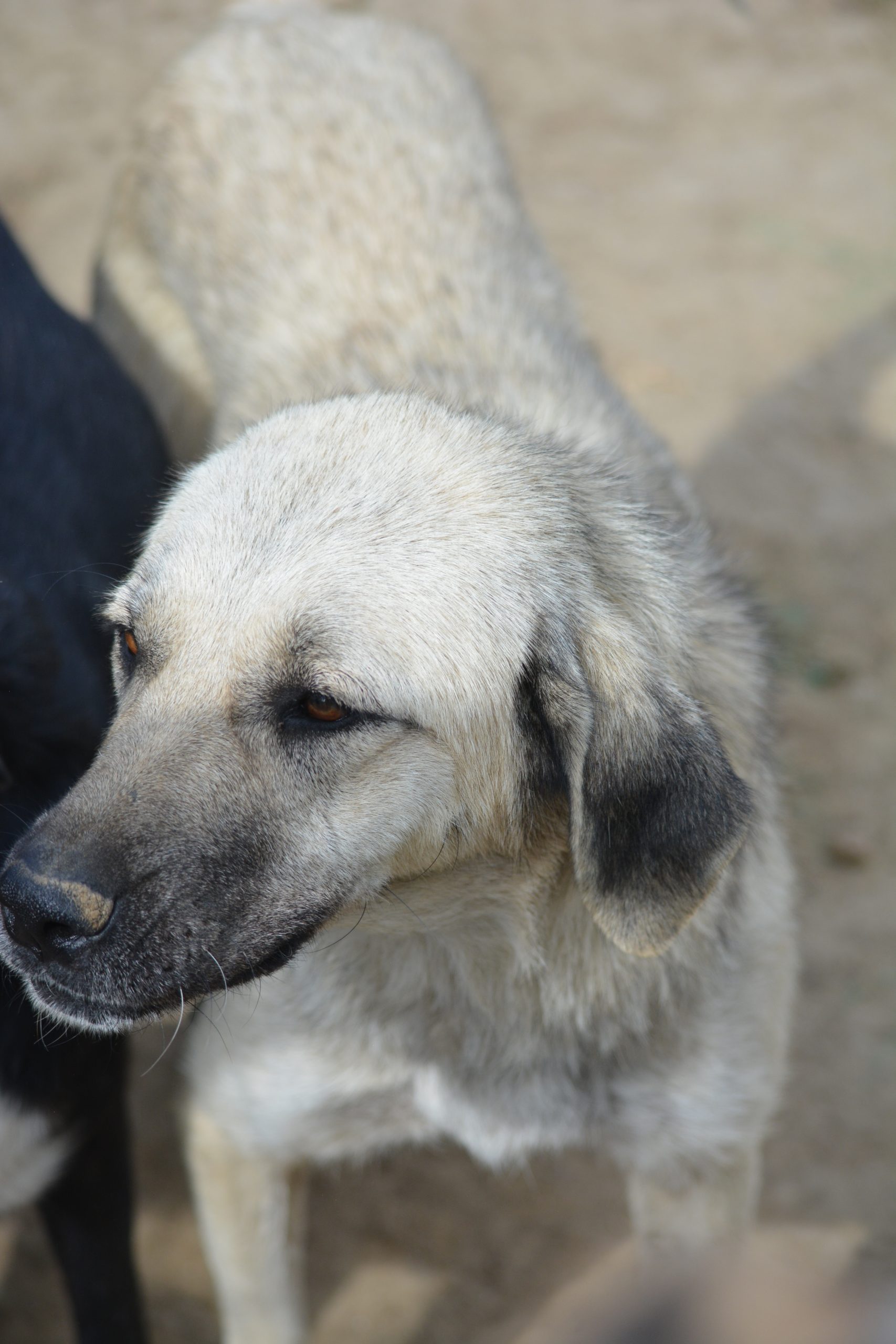 „Rana“ (Kangal Mischling), ca. 2021 geboren, gut verträgliche Hündin, sehr lieb.