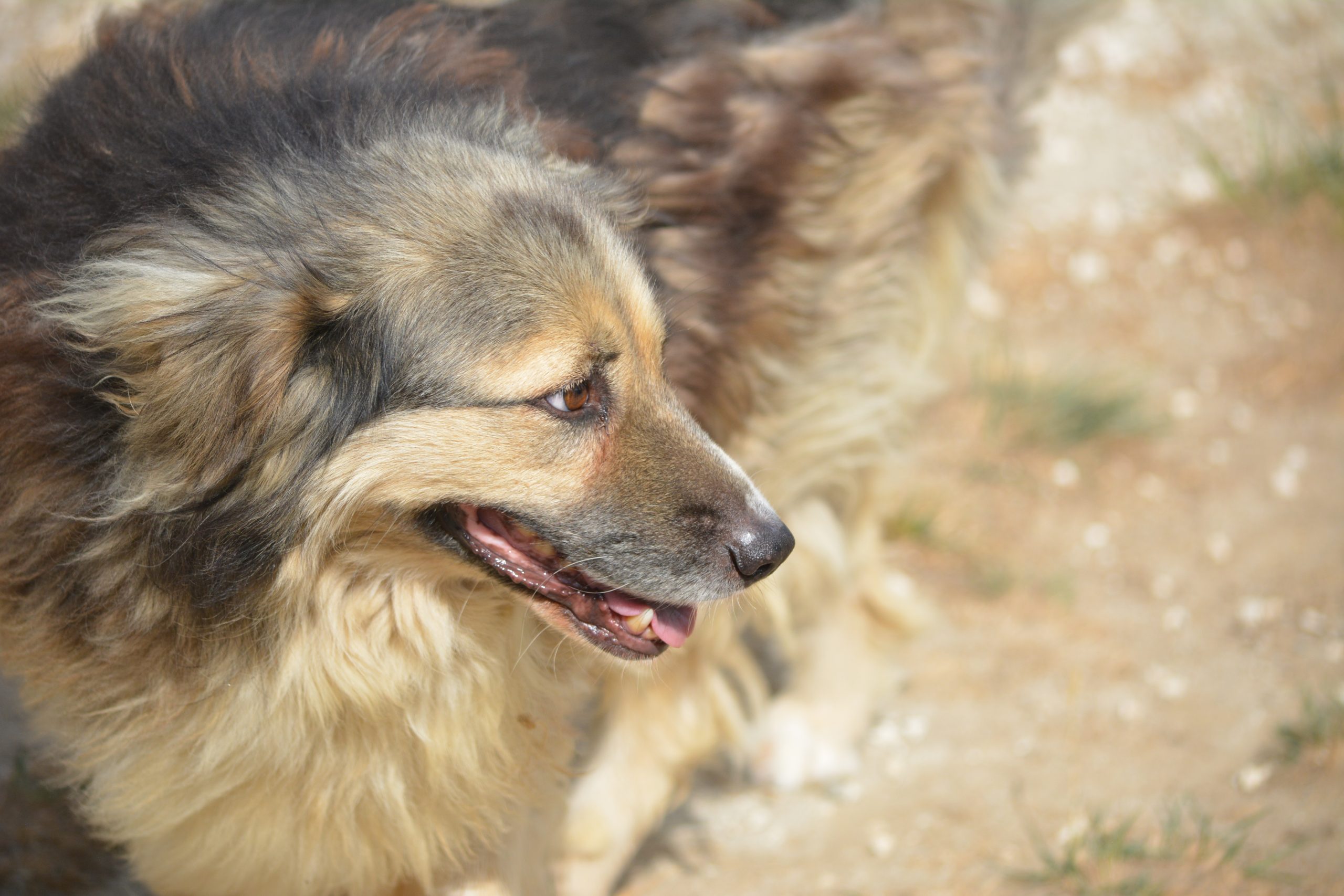 „Salina“ (Herdenschutzhund Mischling), ca. 2021 geboren, gut verträgliche Hündin, sehr lieb, noch sehr ängstlich.