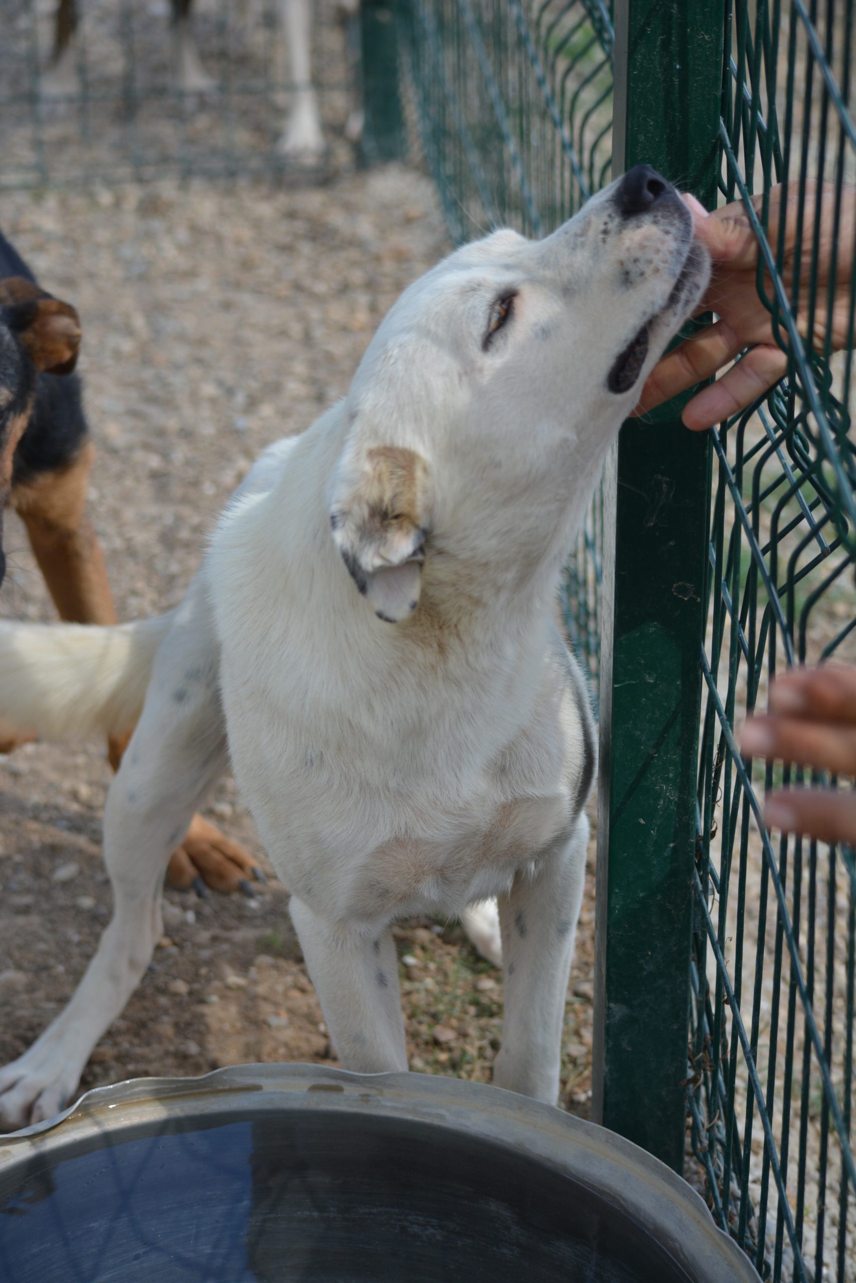 „SELMA“, ca. 2022 geboren, gut verträglich, noch sehr ängstlich.