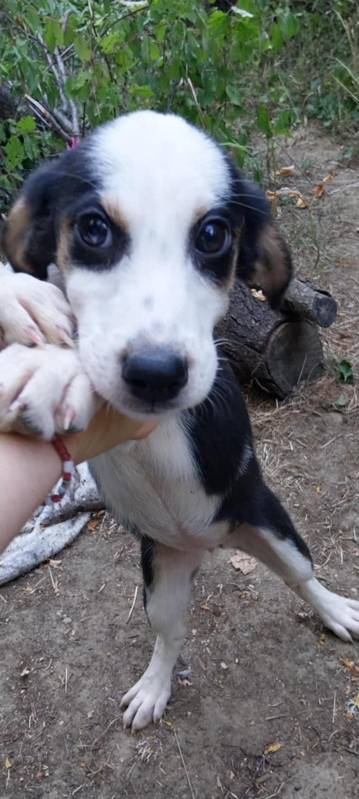 Liebes Hundekind „STELLA“, ca. 06.2025 geboren, sucht Körbchen.