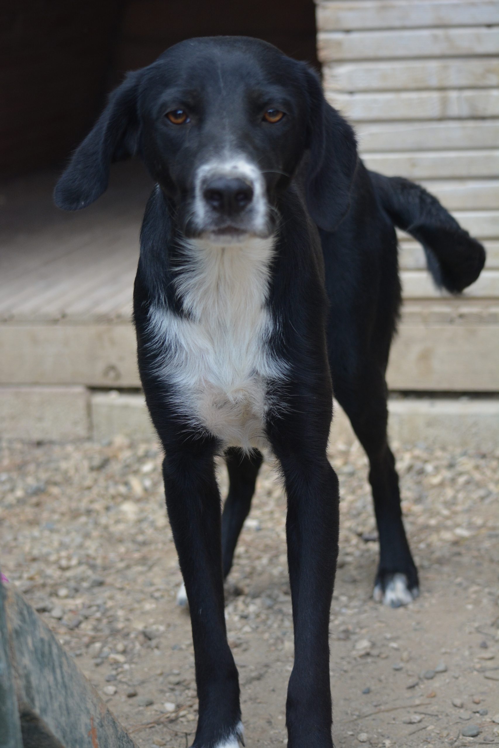 „TAMINA“, ca. 2024 geboren, gut verträglich.