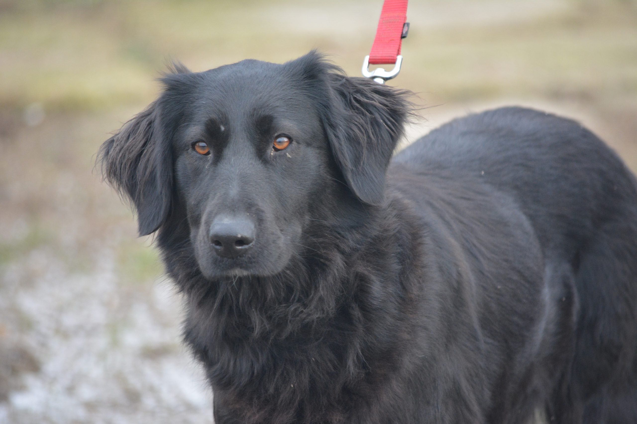 Unkomplizierte, sehr liebe und gut verträgliche Retriever-Mischlingshündin „Alfa“, ca. 2022 geboren.