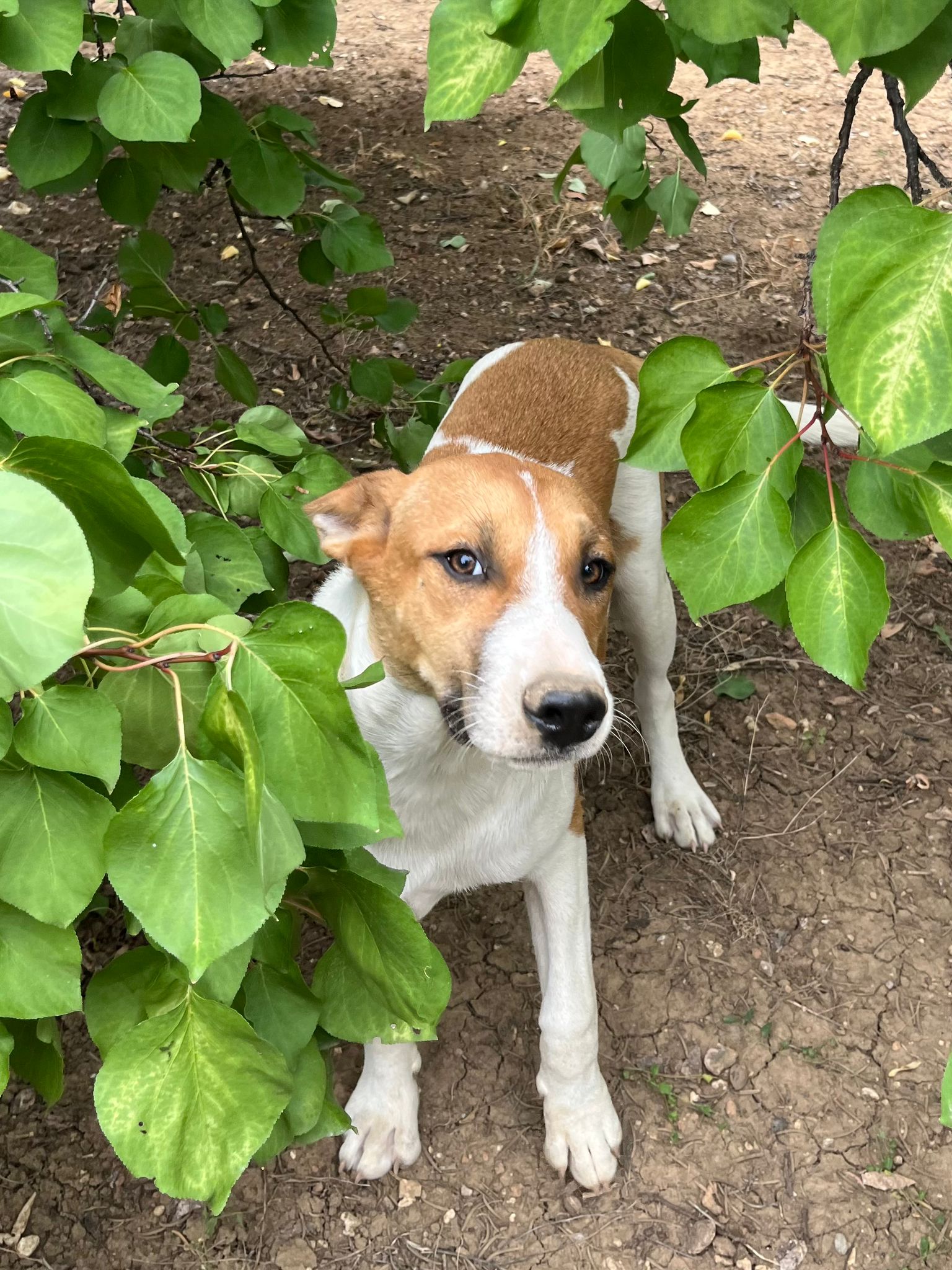 „BARNY“, verspielter und freundlicher Junghund, sucht seine Familie geb. 02.2025.