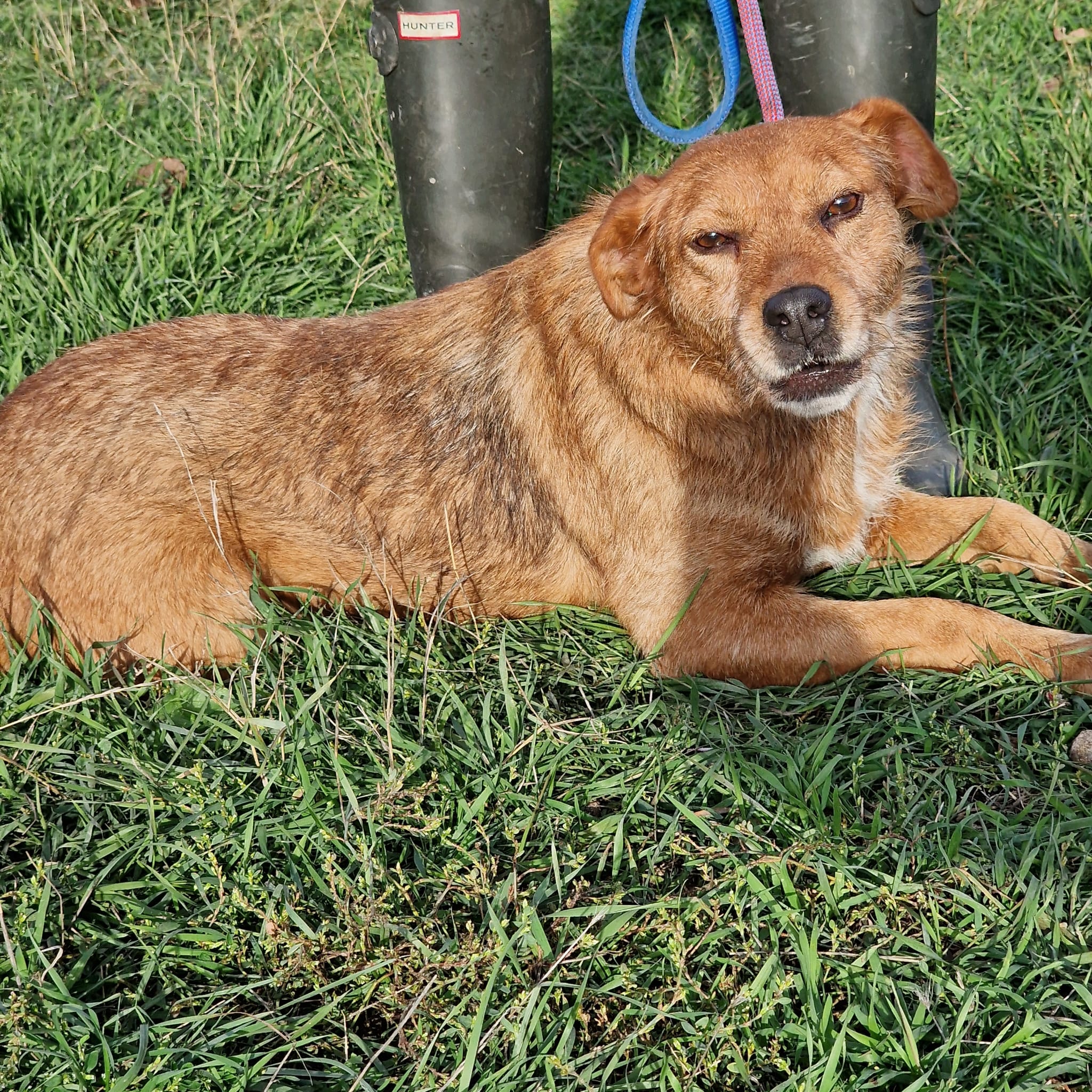 Mischlingshündin „BRANKA“, ca. 2020 geboren, möchte endlich raus aus dem Tierheim. Sehr lieb.