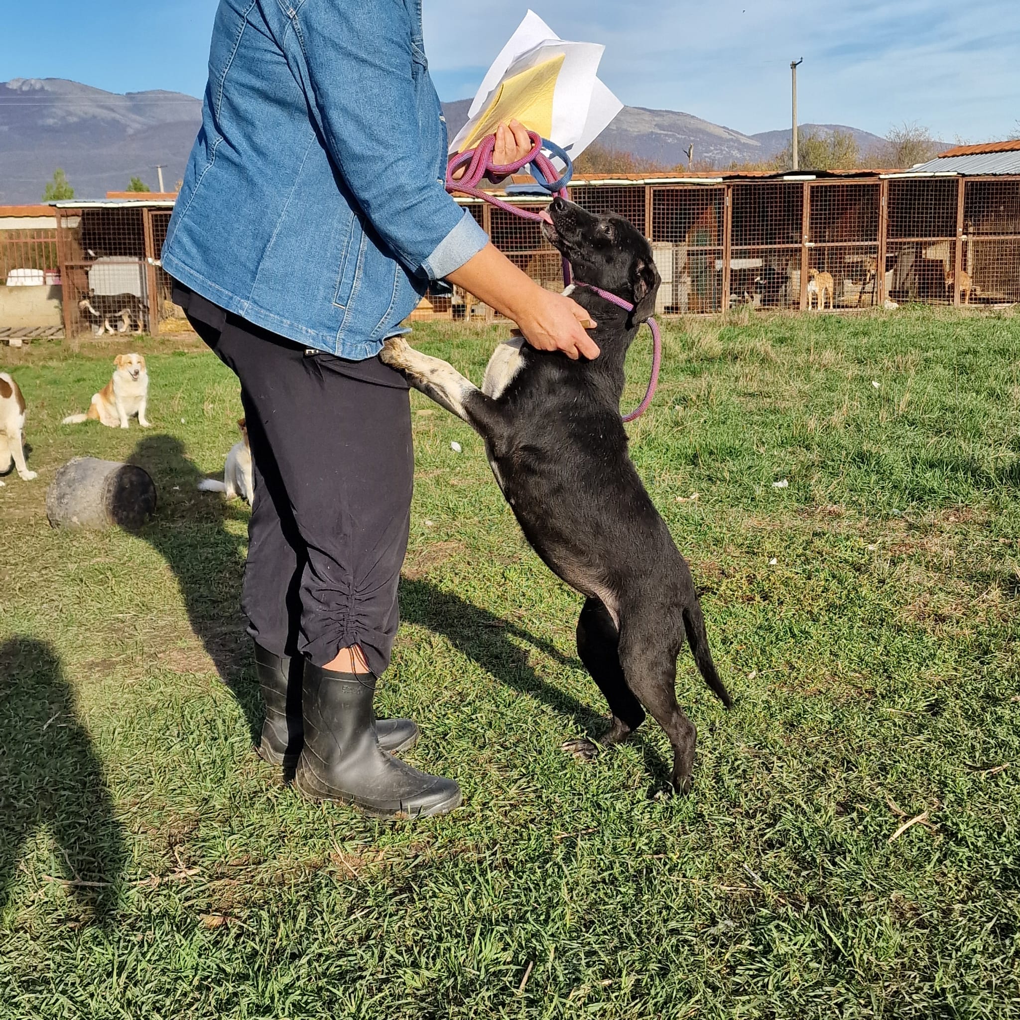 Liebe Mausi „Coca“, wartet verzweifelt seit 7 Jahren auf ein Zuhause. SEHR LIEB und gut verträglich. Anhänglich und verschmust.