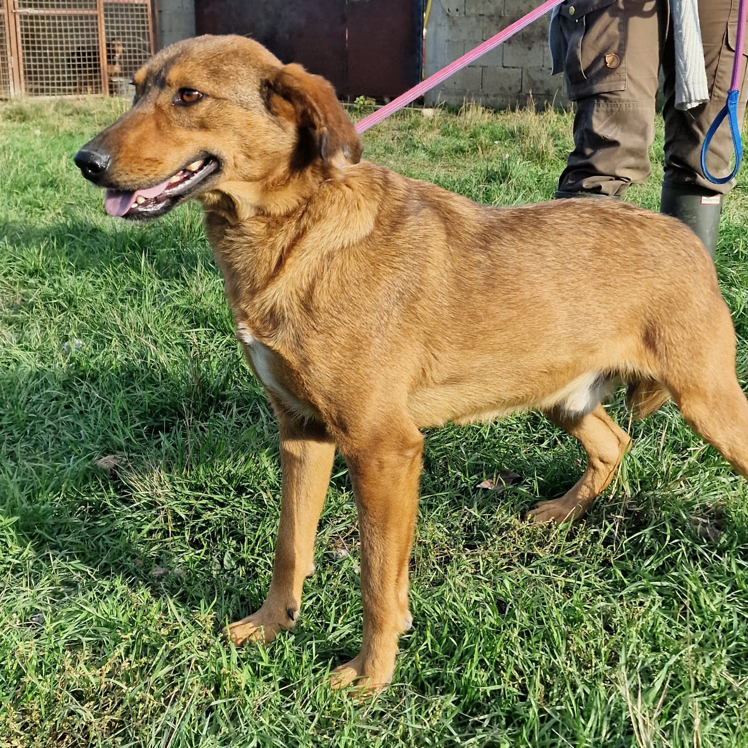„Don“, lieber Mischlingsrüde, ca. 2022 geboren, gut verträglich.