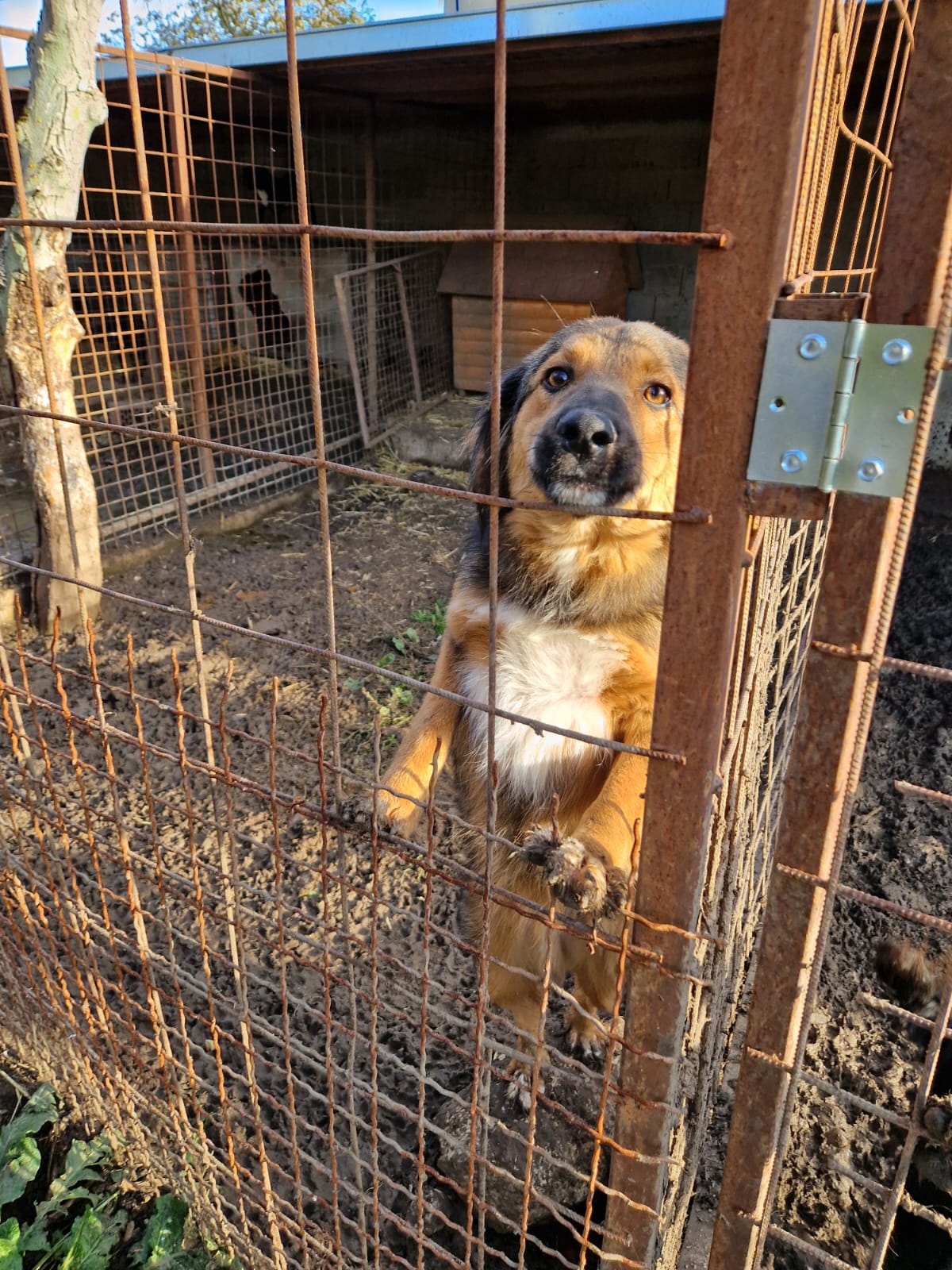 „Goofy“, ca. 2022/2023 geboren, sucht ein stabiles Zuhause.
