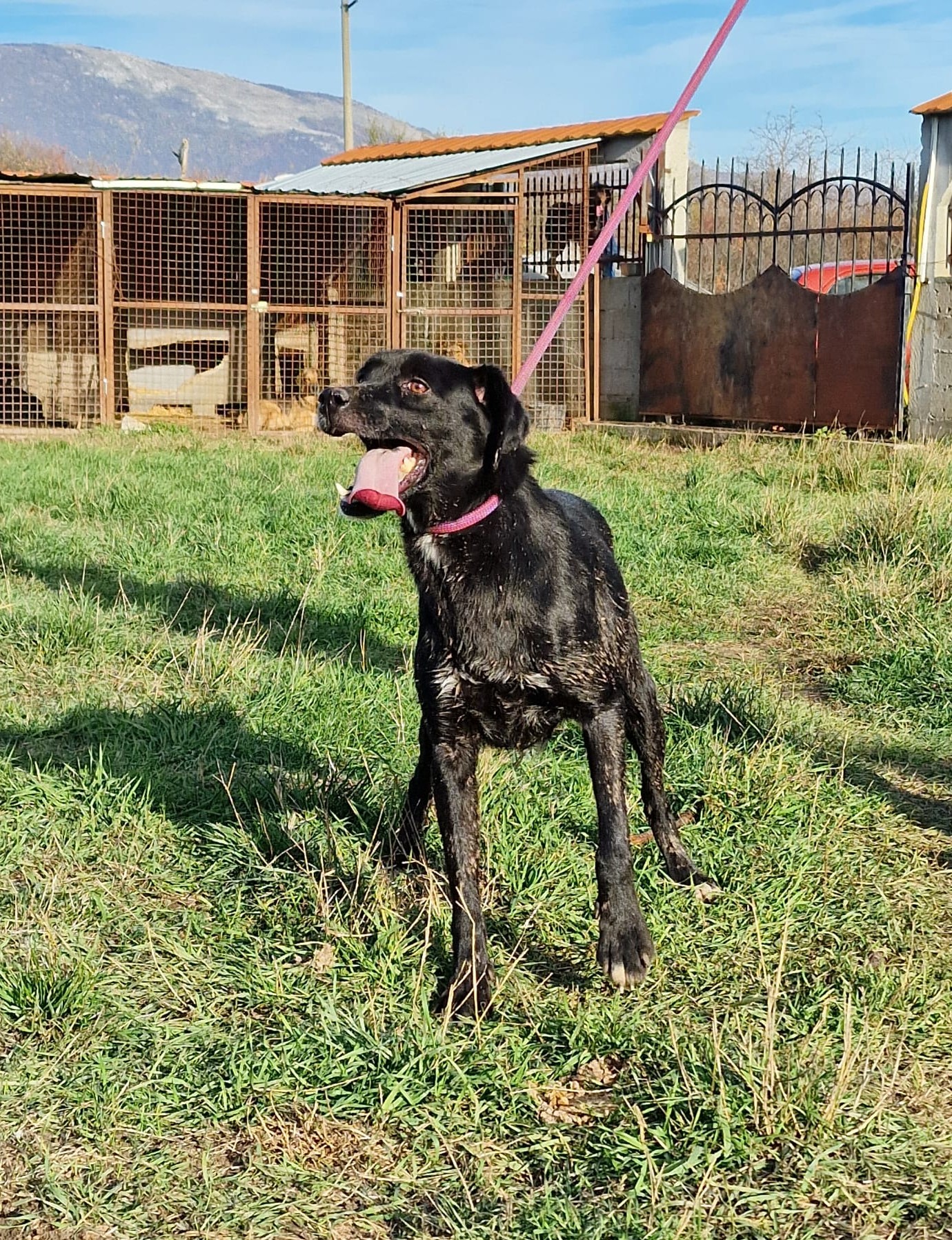 NOTFALL – Sehr liebe Hündin „Klärchen (II)“ hält es im Tierheim nicht mehr aus. Sie ist so dünn. Gut verträglich, ca. 2021/2022 geboren. Hat enormen Stress im Tierheim.