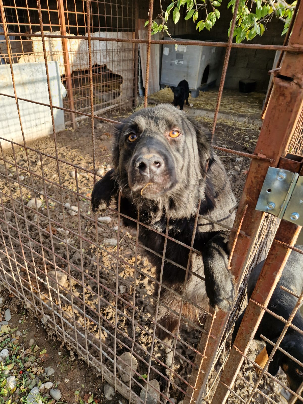 „Krümel“, ca. 2022 geboren, sucht ein stabiles Zuhause.