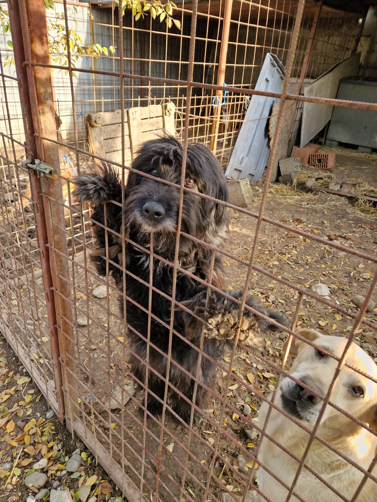 „Madita“, ca. 2020/2021 geboren, SEHR lieb, ruhig, verzweifelt im Tierheim.