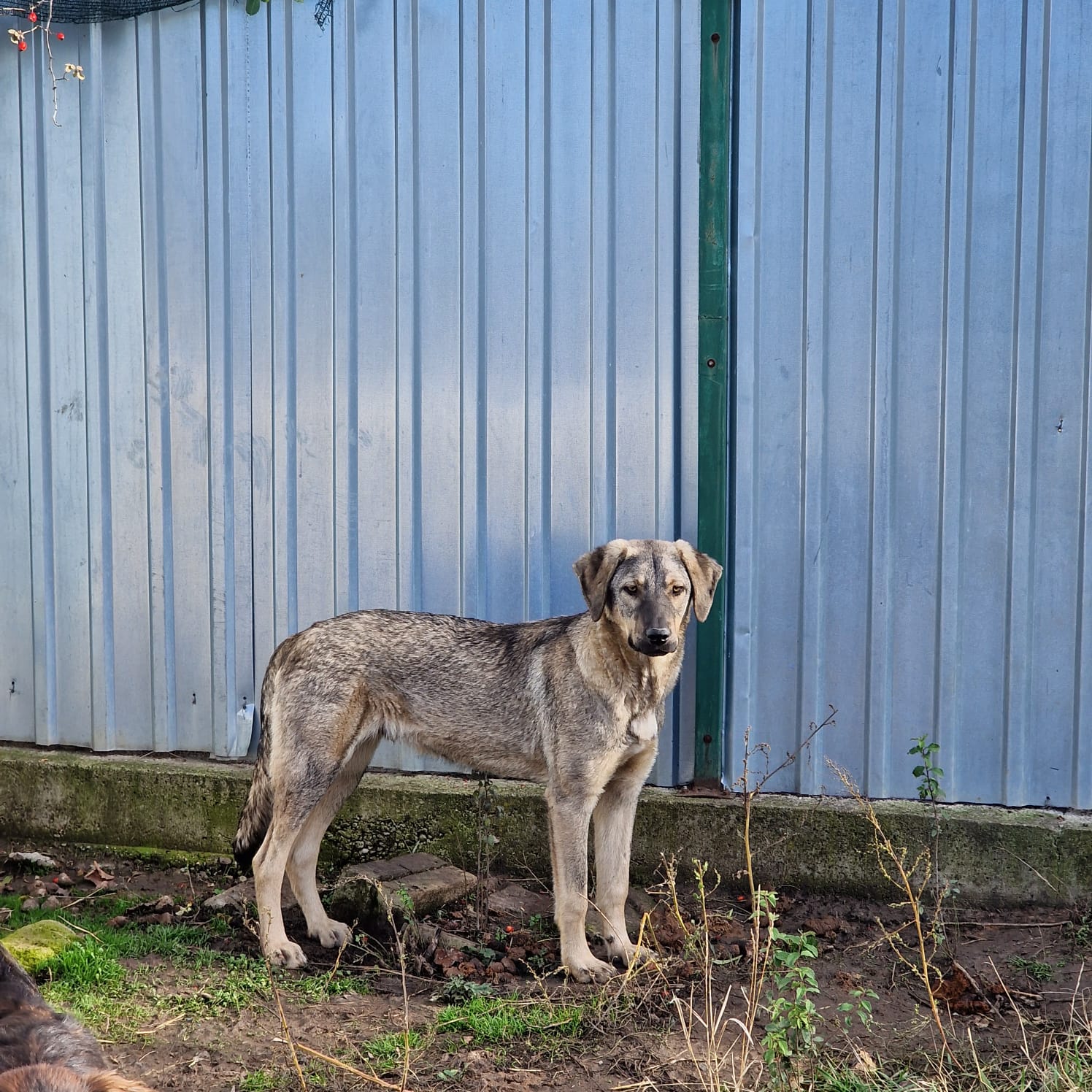 „MARCEL“, lieber Mischlingsrüde, ca. 2024 geboren, gut verträglich, noch etwas scheu.