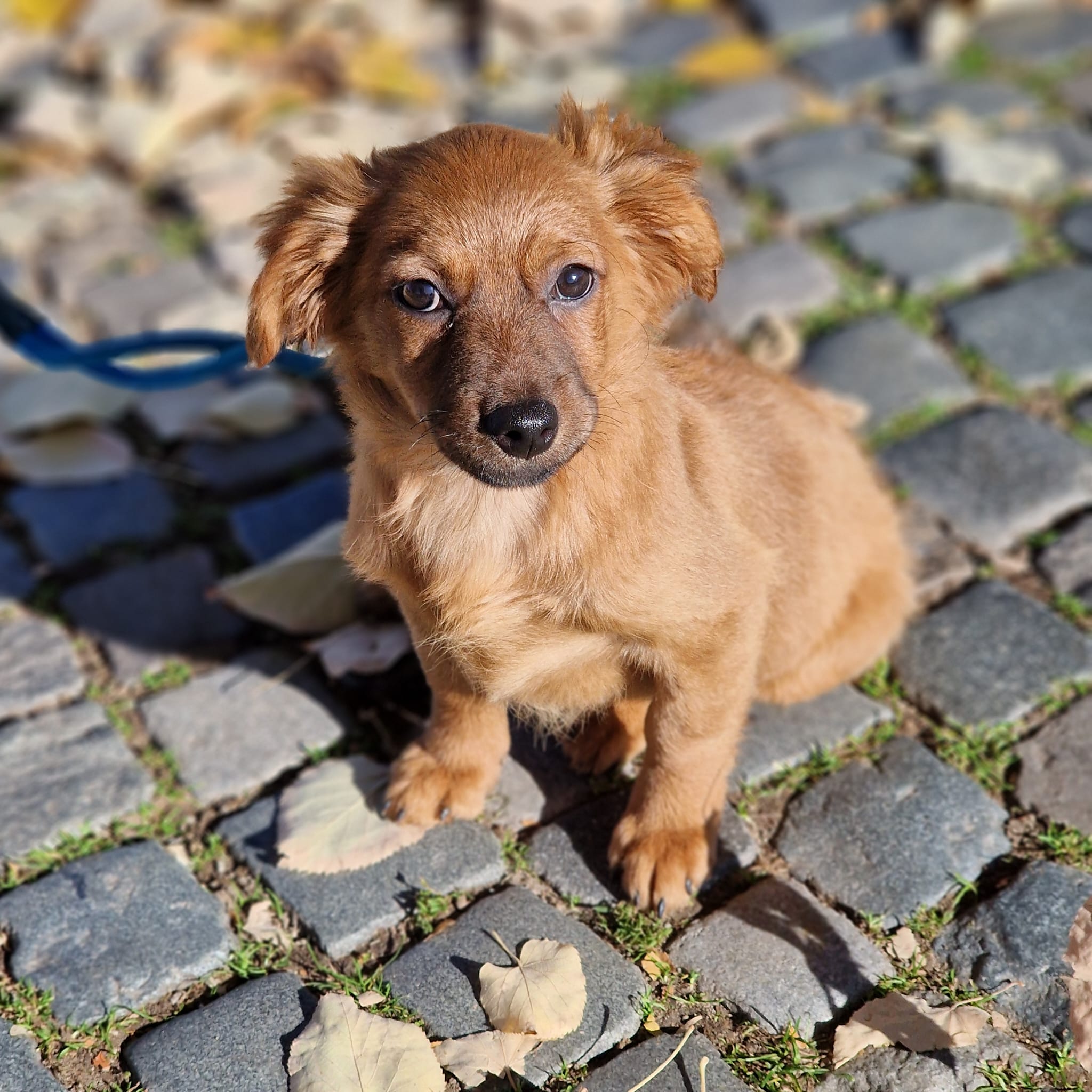Kleine Mausi „Masha“, ca. Juli 2025 geboren, sehr lieb.
