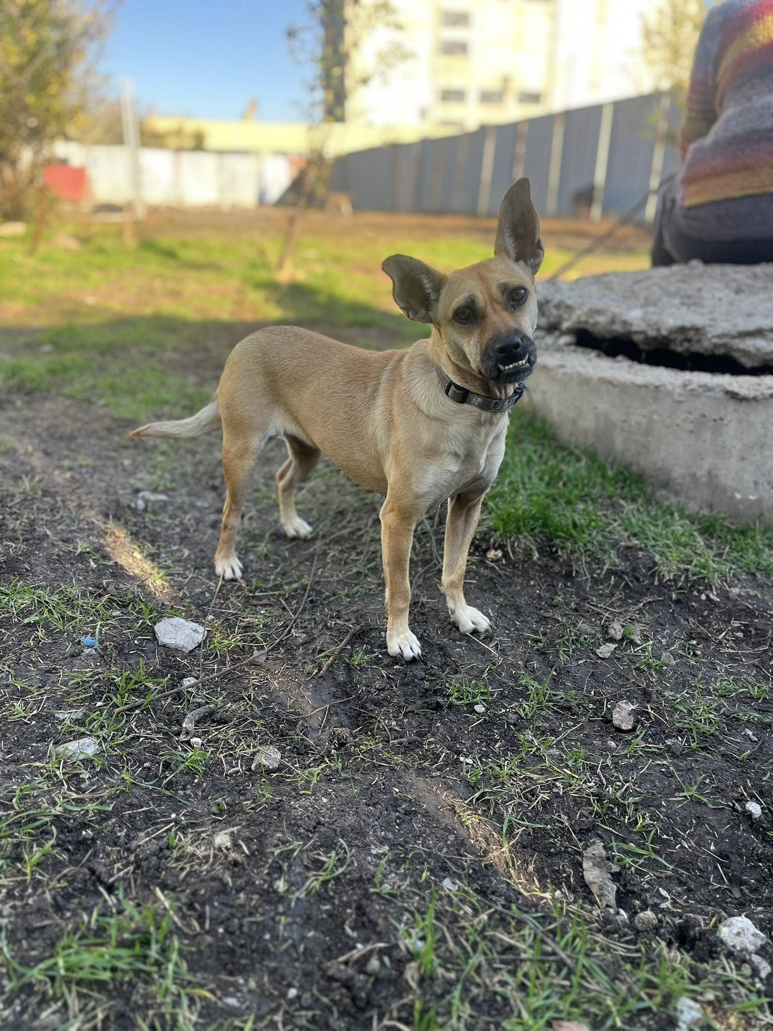 SEHR liebe, kleine Hündin „MAUSI“, ca. 2023 geboren, sucht ein warmes Körbchen.