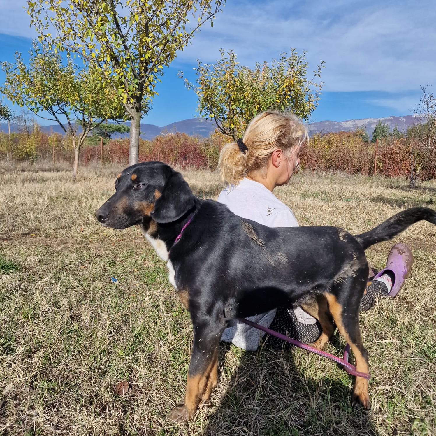 „Miki“, lieber Mischlingsrüde, ca. 2023 geboren, gut verträglich, aktiv.