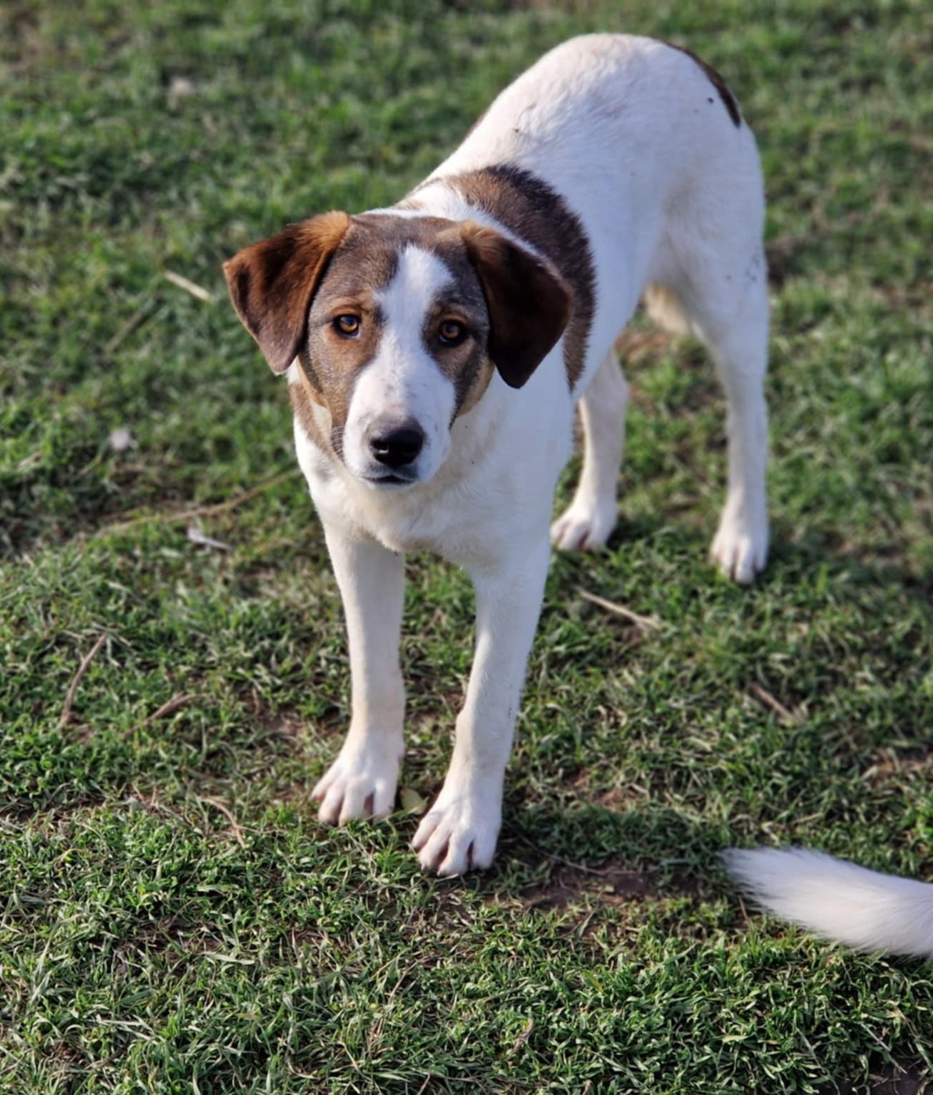 Lieber Junghundrüde „Mirko“, ca. 02.2025 geboren, sucht Familienanschluss.