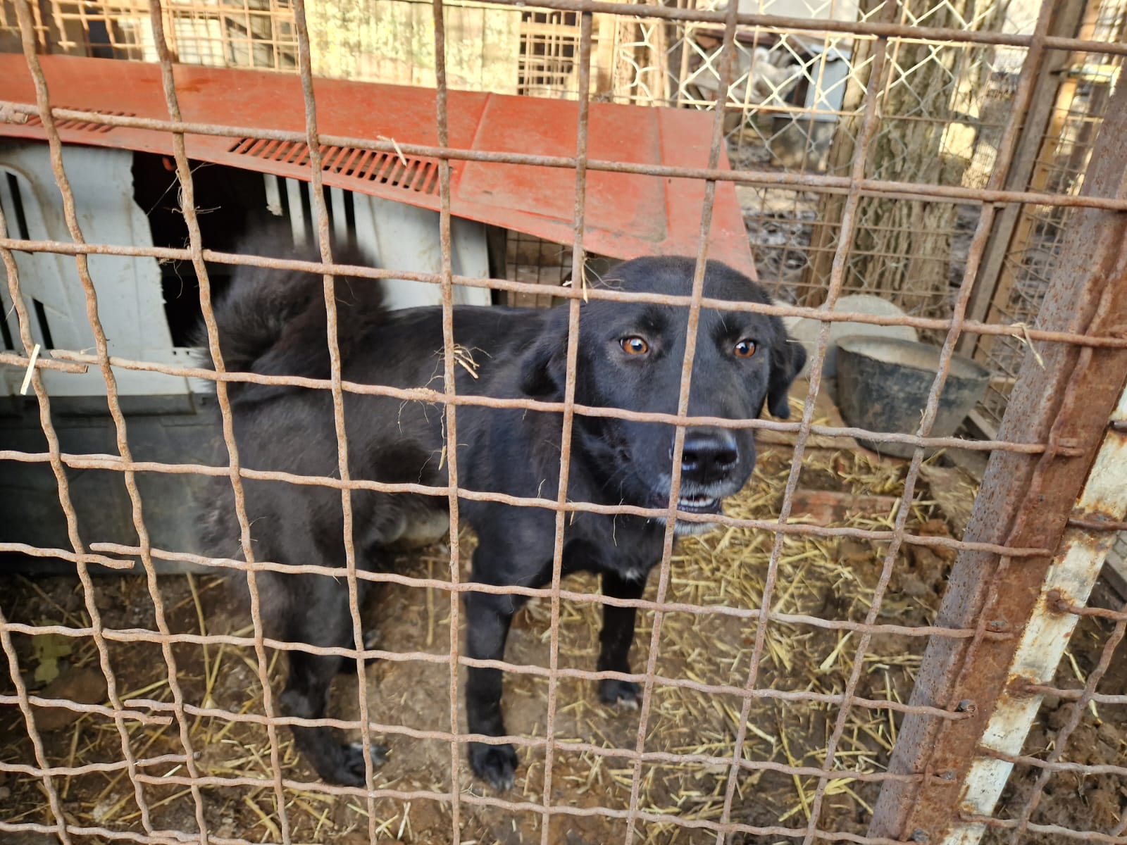 „MOLLY“, ca. 2022 geboren, sucht ein stabiles Zuhause.