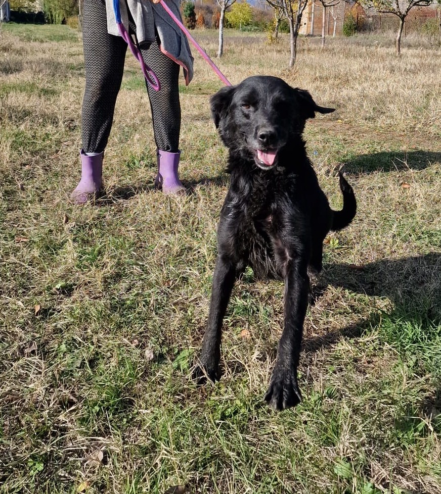 Aktive Labrador-Mixhündin „Negra“, ca. 2020 geboren, sucht Zuhause.