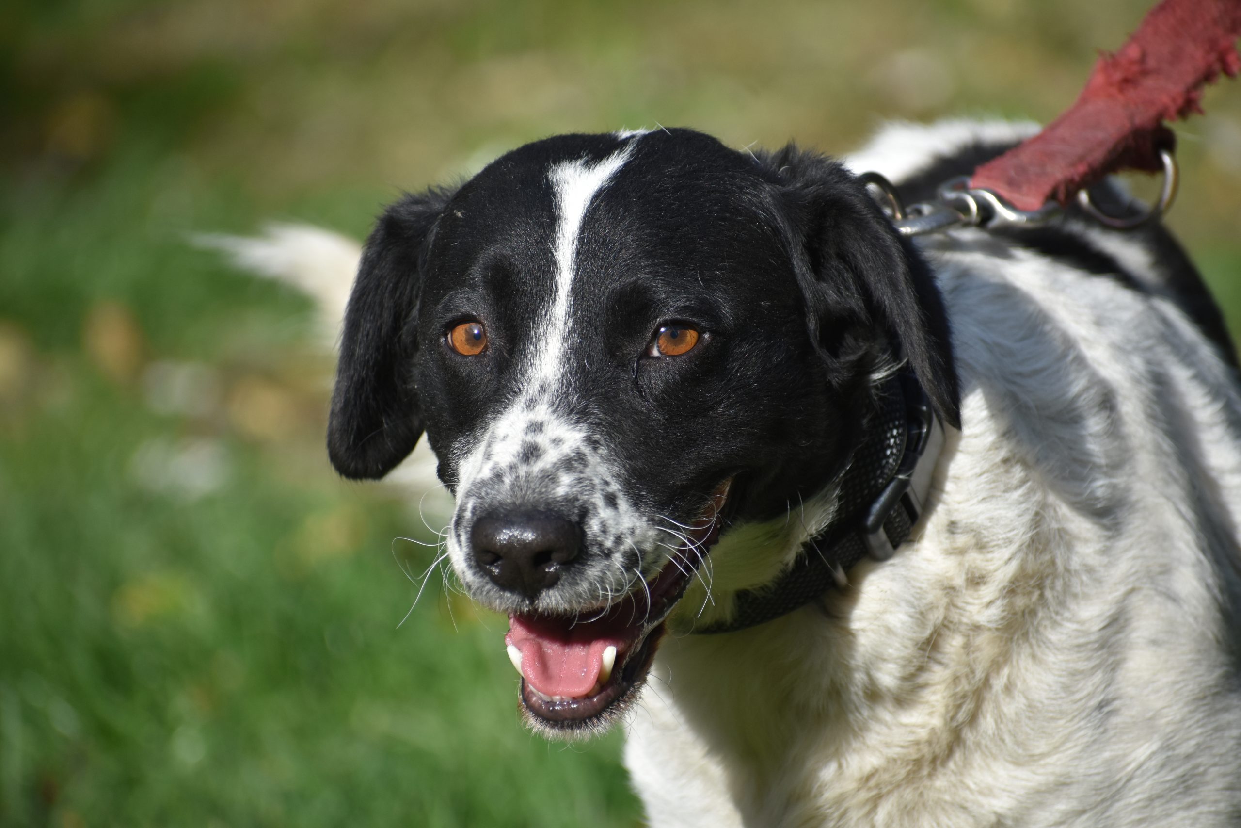 Liebe kleine Mischlingshündin „Pötty“, ca. 2023 geboren, sucht Körbchen.