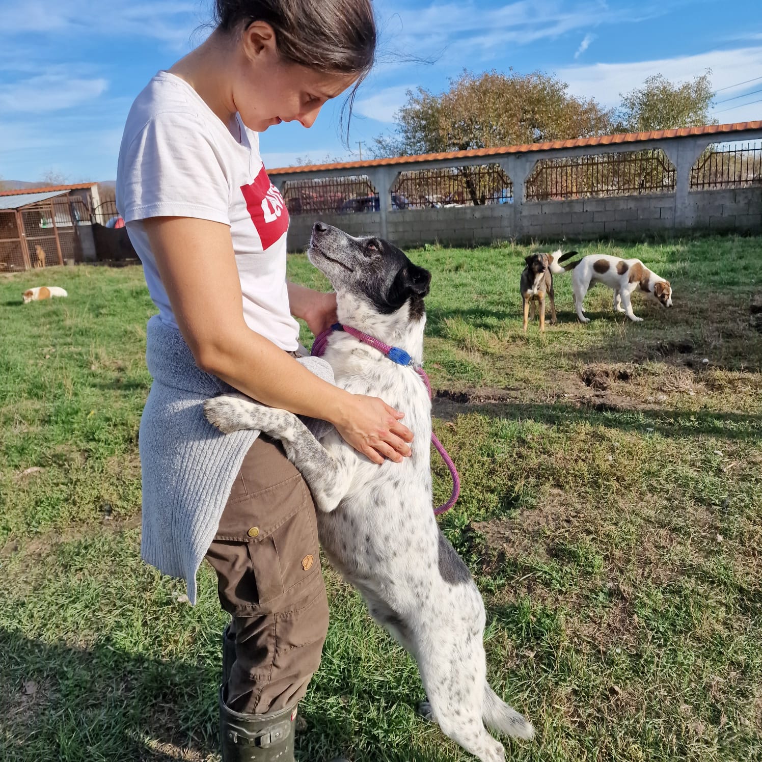 Menschenbezogener und anhänglicher Rüde „Rajko“, ca. 2020 geb.