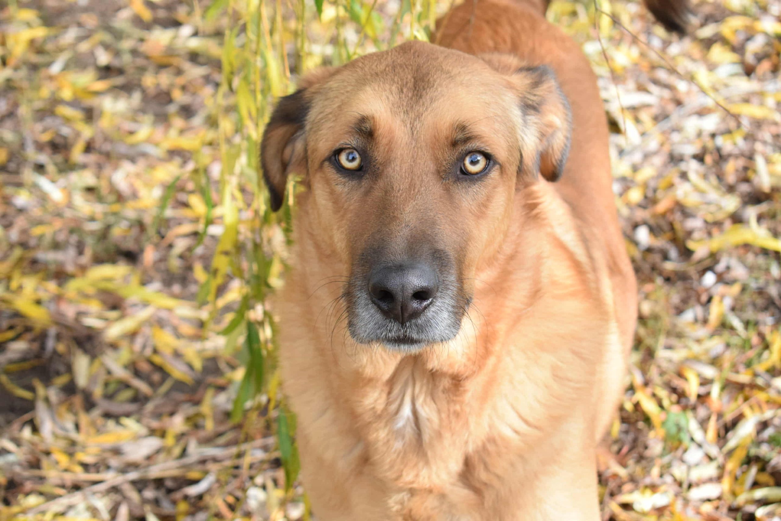 Eine sanfte große Hundeseele: RONNIE, ca. 2022 geboren, geht super an der Leine, verträglich, lieb, verschmust