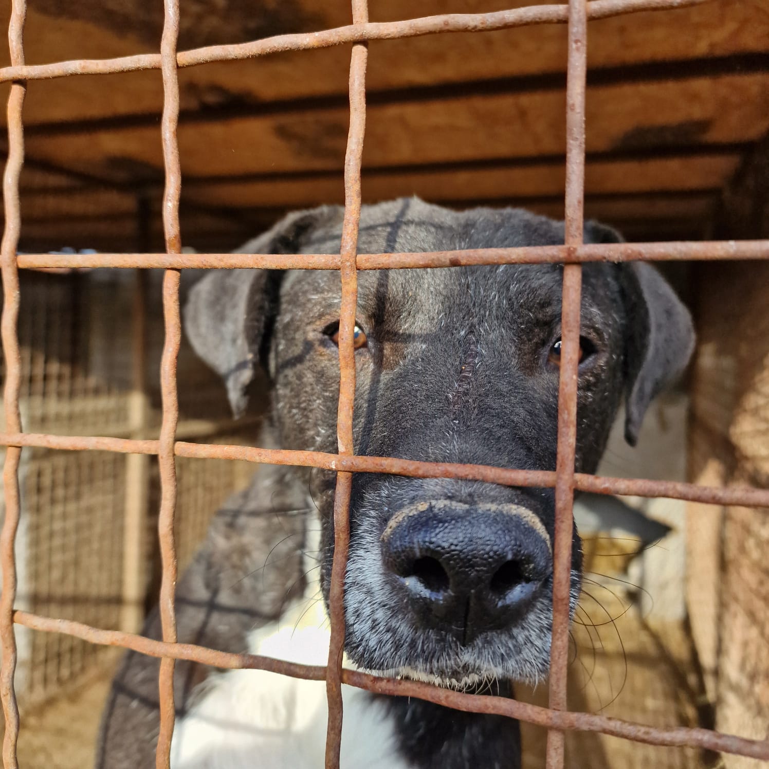 „Tom“, ca. 2021 geb., sehr zurückhaltend, ruhig, sucht Halter mit Hundeverstand, verträglich, sanftes Wesen.