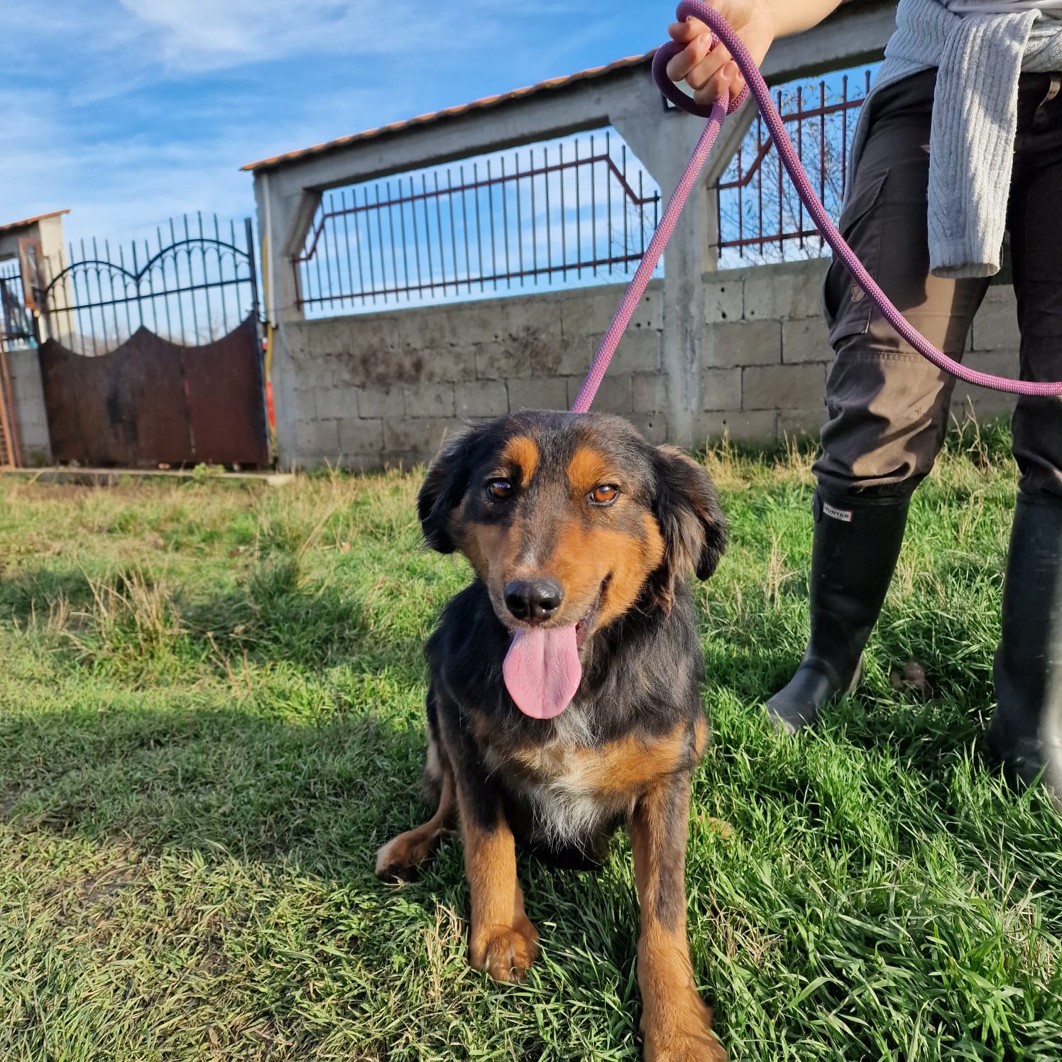 „Tom (III)“, lieber Mischlingsrüde, ca. 2022 geboren, sucht Halter die ihm Sicherheit und ein artgerechtes Leben geben möchten.