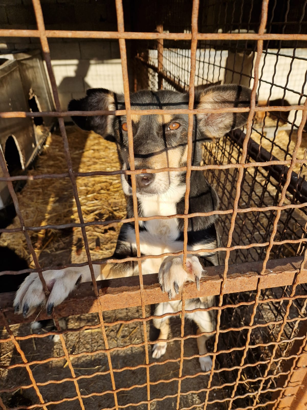 Liebe und verträgliche Hündin „VALENTINA“. Ihre Fledermausörchen sind was ganz Besonderes. Gut verträglich, eher ruhig und ausgeglichen. Ca. 2021 geboren.
