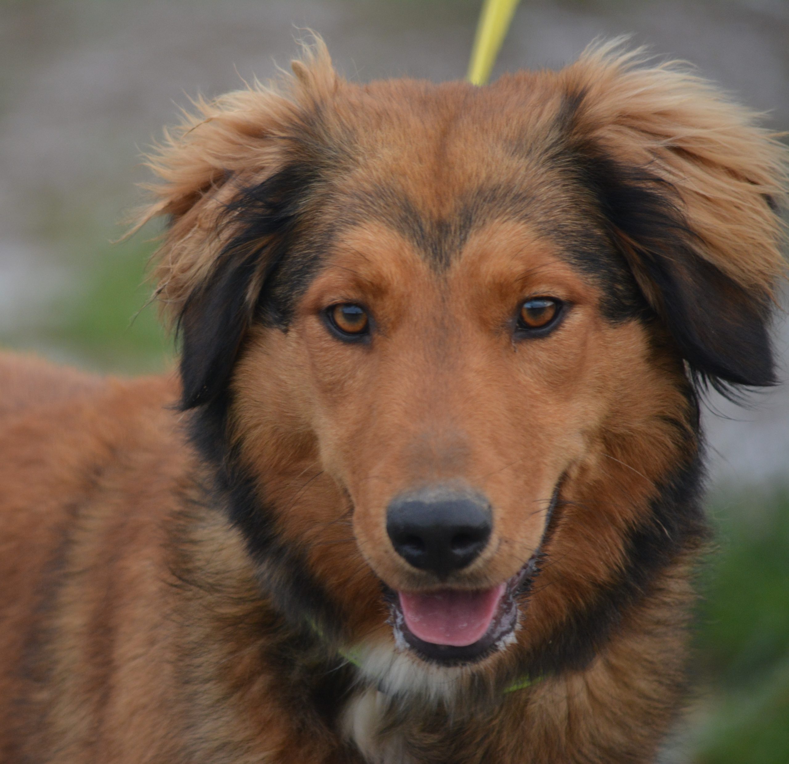 „Bajka“, ca. 2021 geboren. Ein lieber Sausewind sucht aktive Halter.