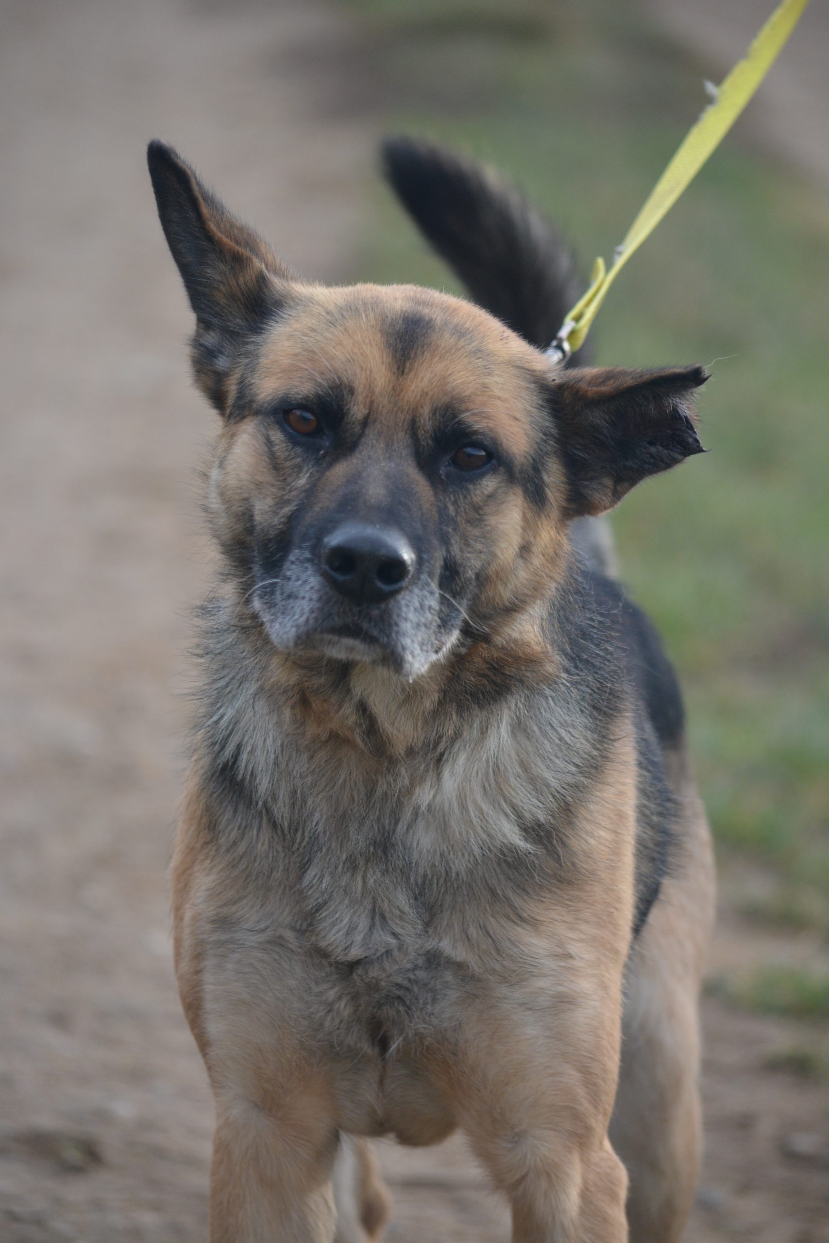 Endlich nicht mehr an der Kette leben müssen. Sehr lieber Rüde „BAJTEK“, ca. 2017/2018 geboren.