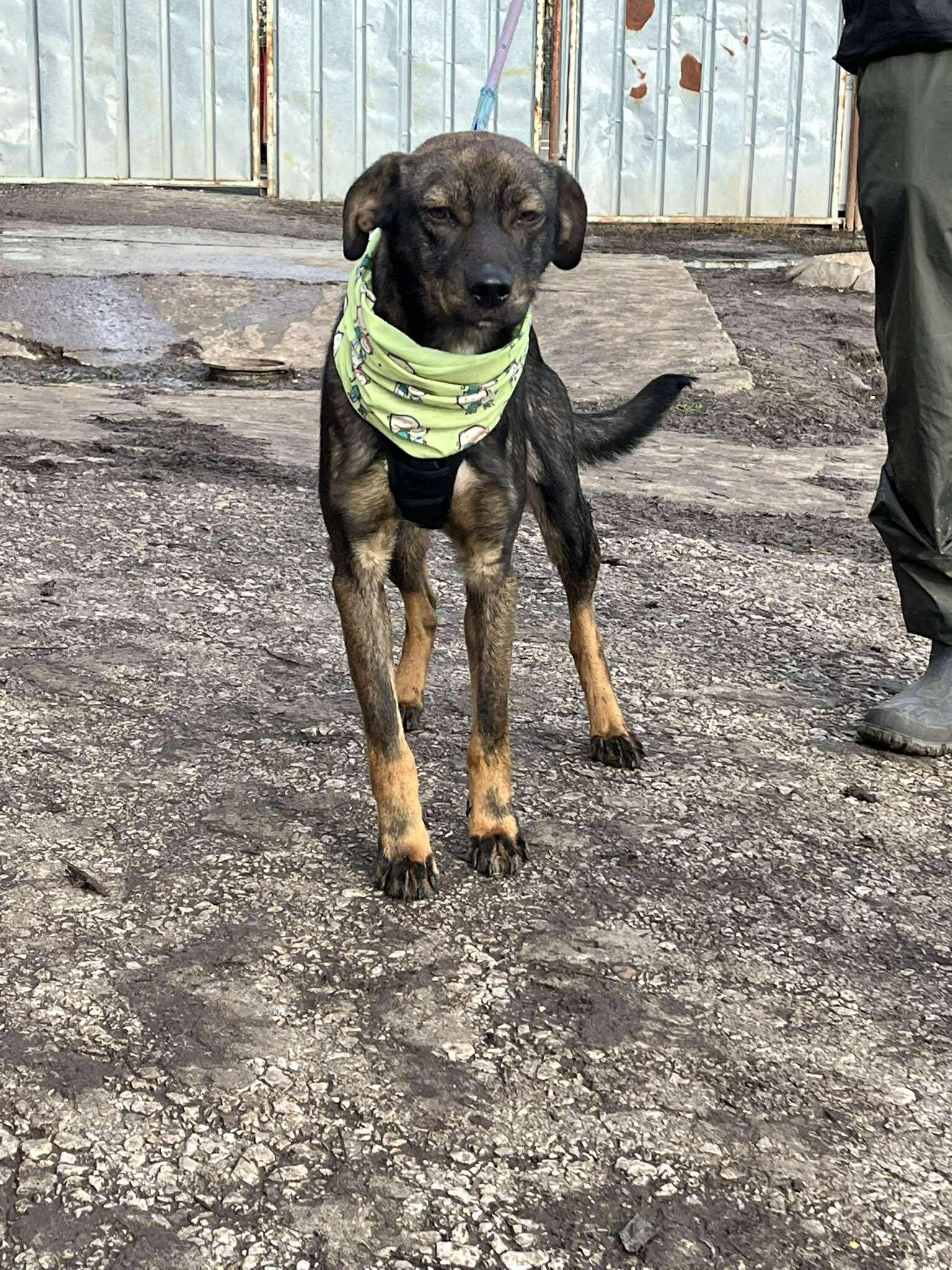 „Brownie“ ist ein sehr lieber Mischlingsrüde, gut verträglich, ca. 2024 geboren.