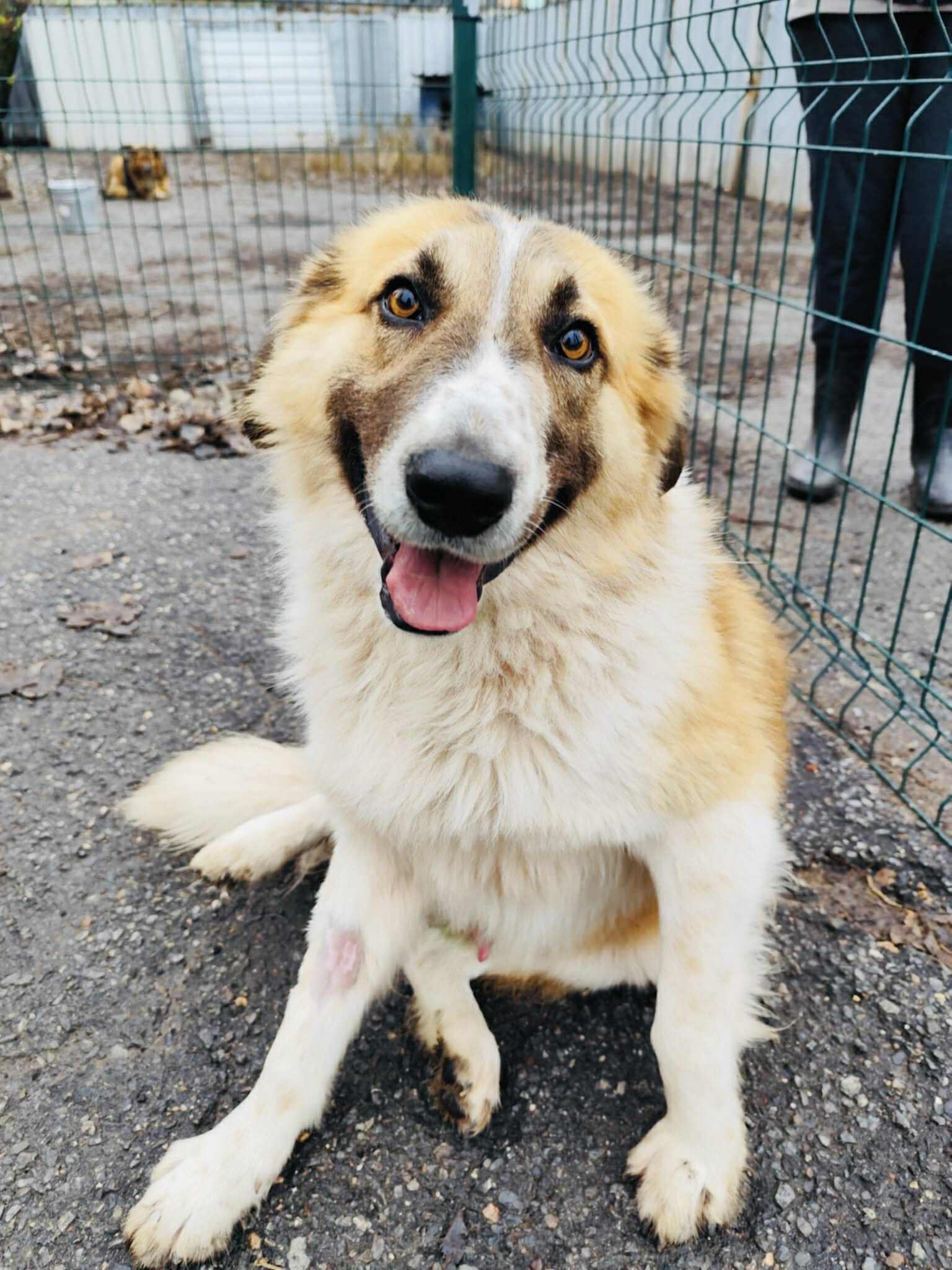 Lieber kleiner Bär „Buckley“, ca. 2023/2024 geboren.