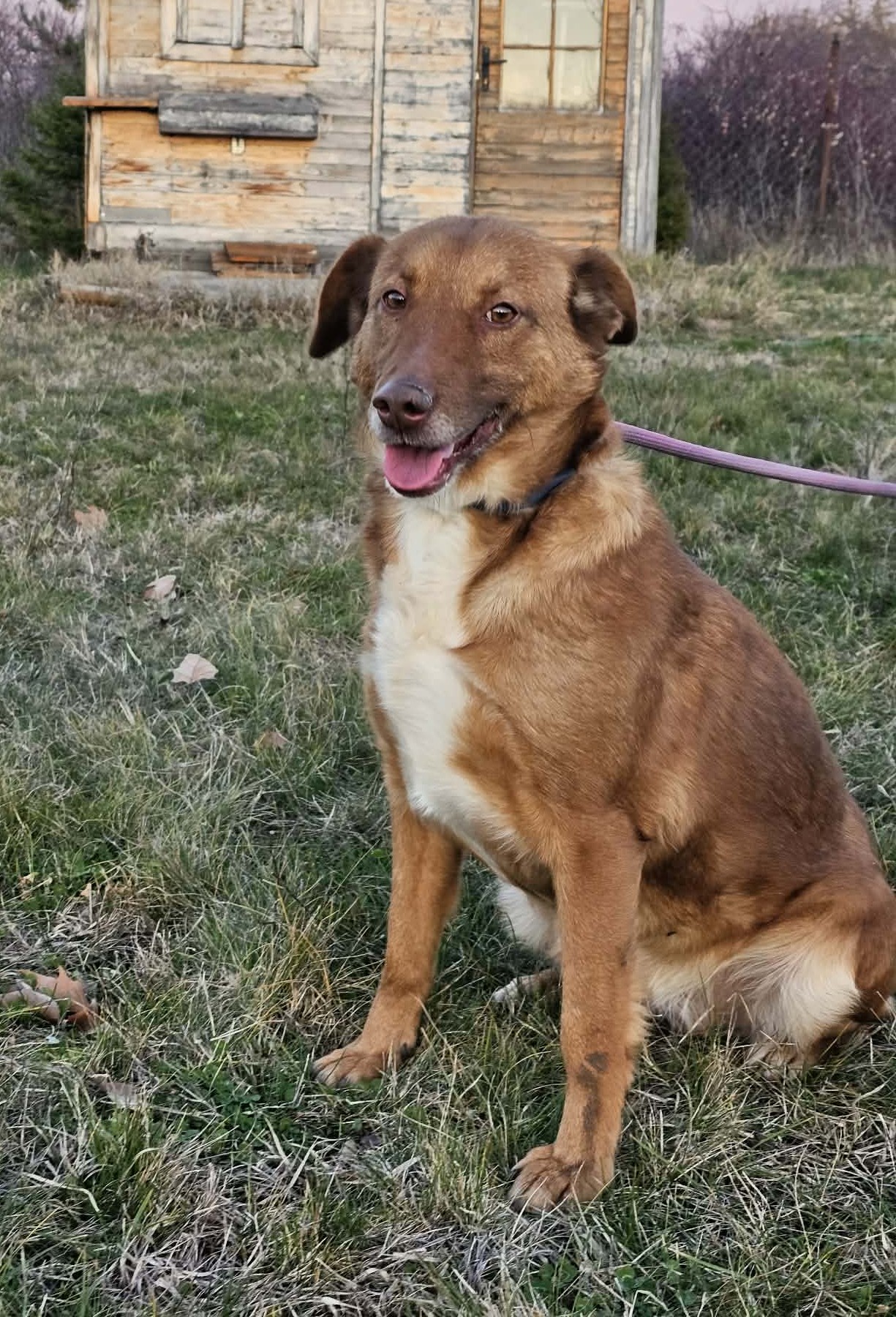 Liebe, unkomplizierte und verträgliche Hündin „CHOCO“, ca. 2022 geboren.