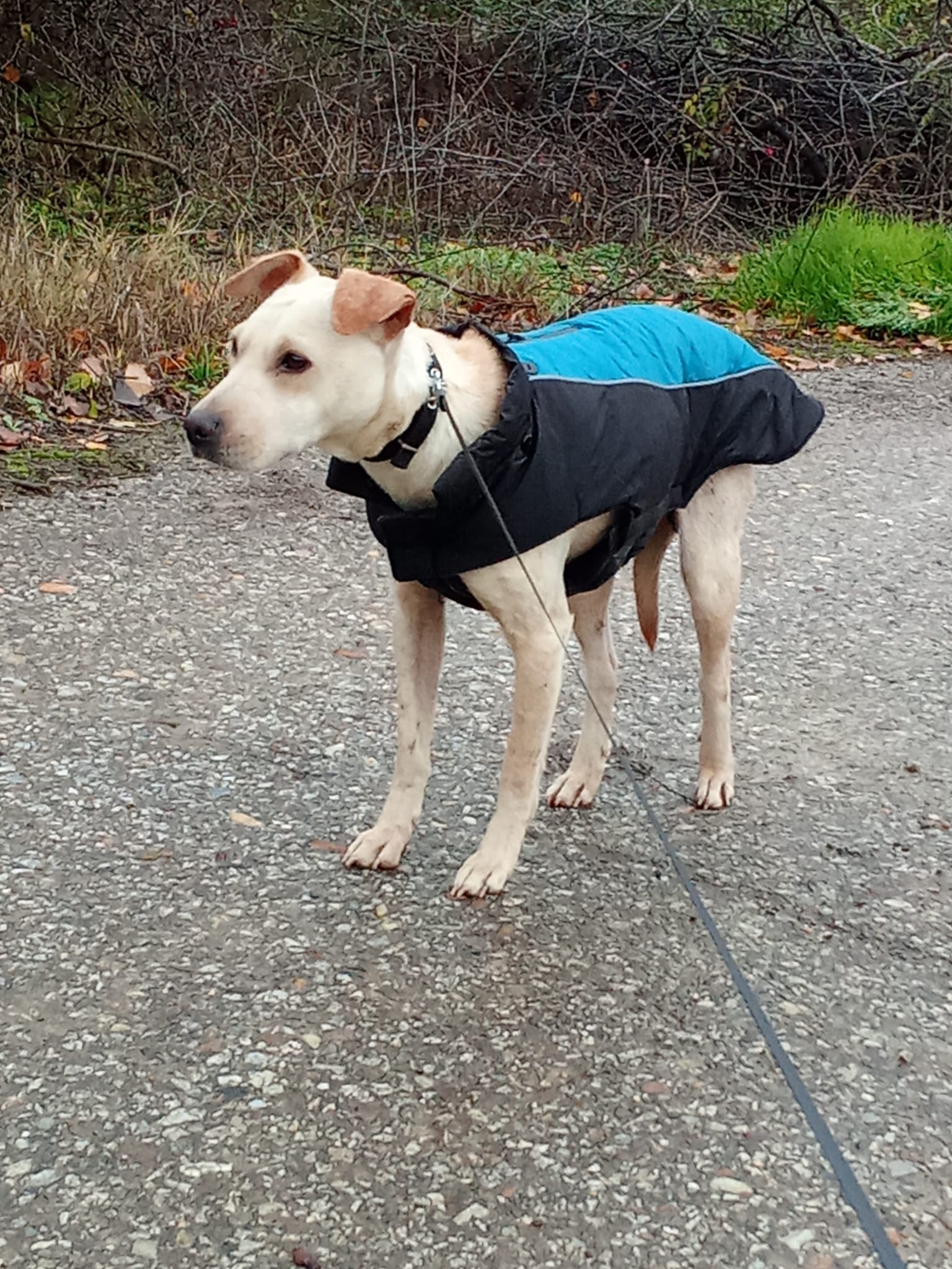 Hündin „Hunny“ ist eine liebe Labbi-Mixhündin, die 2023 geboren ist. Gut verträglich.