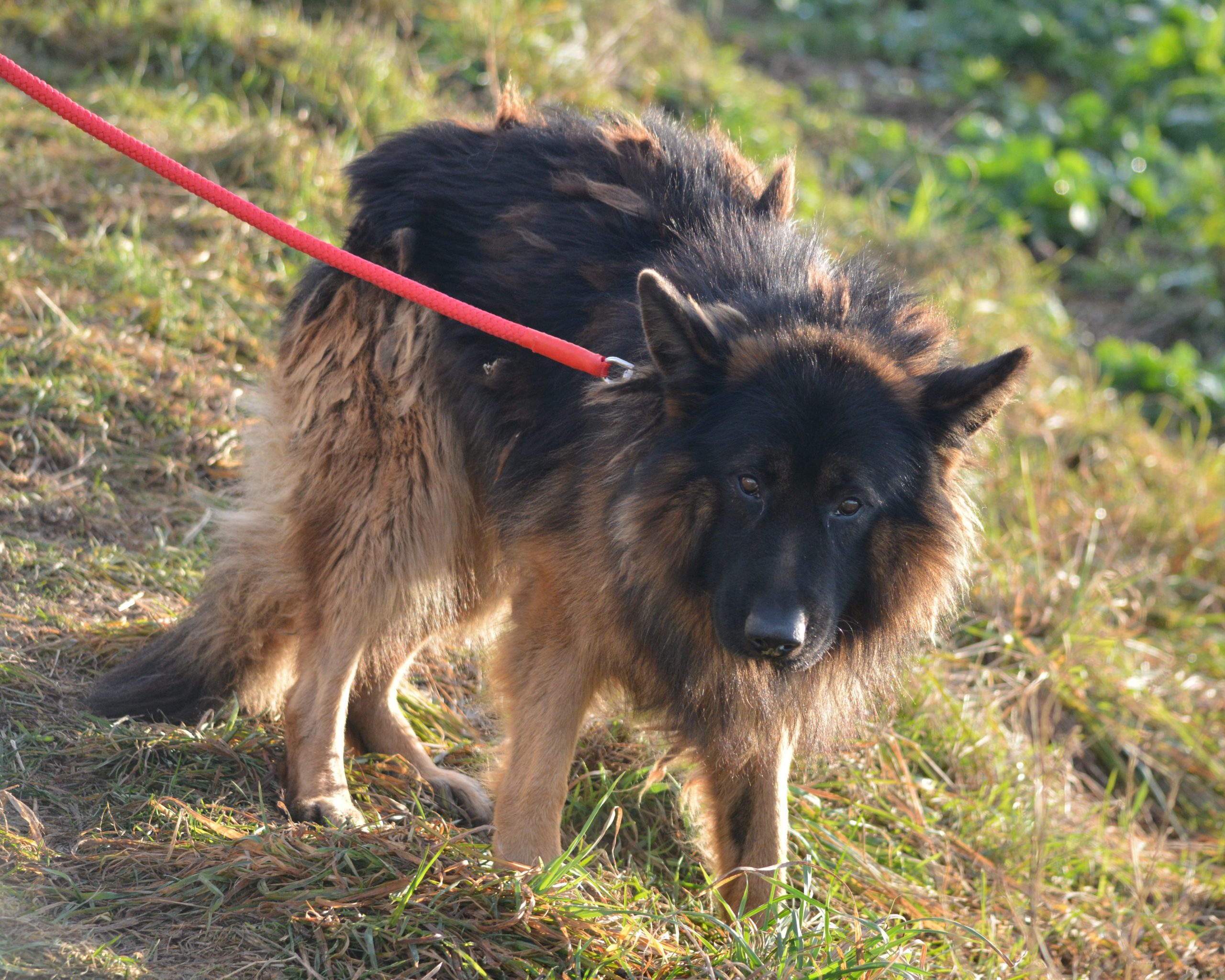 „Josef“ ist ein ganz lieber Schatz, ca. 2022 geboren, Altdeutscher Schäferhund.