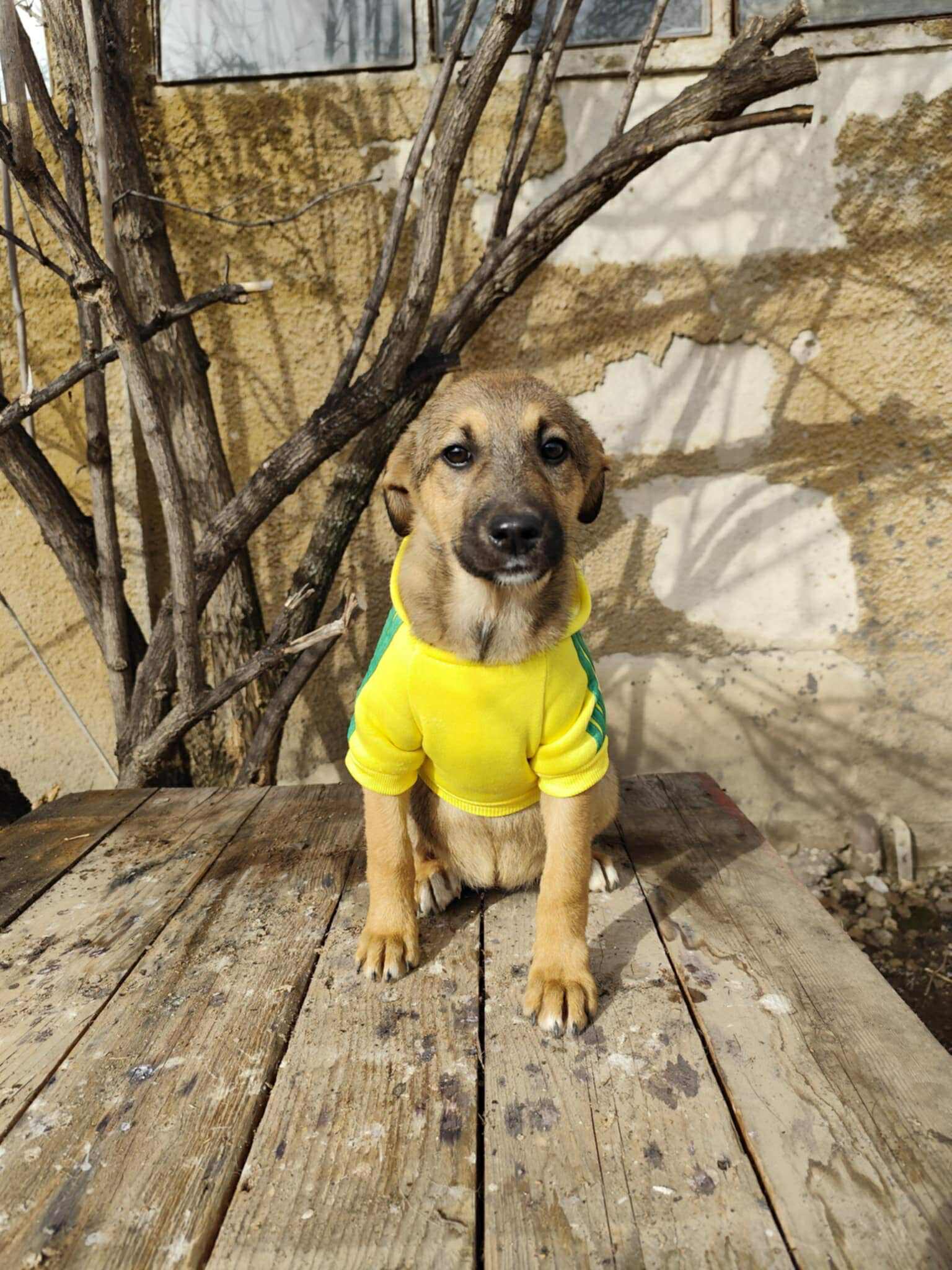 „Lieschen“, ca. Juli/August 2025 geboren, sucht Familienanschluss.