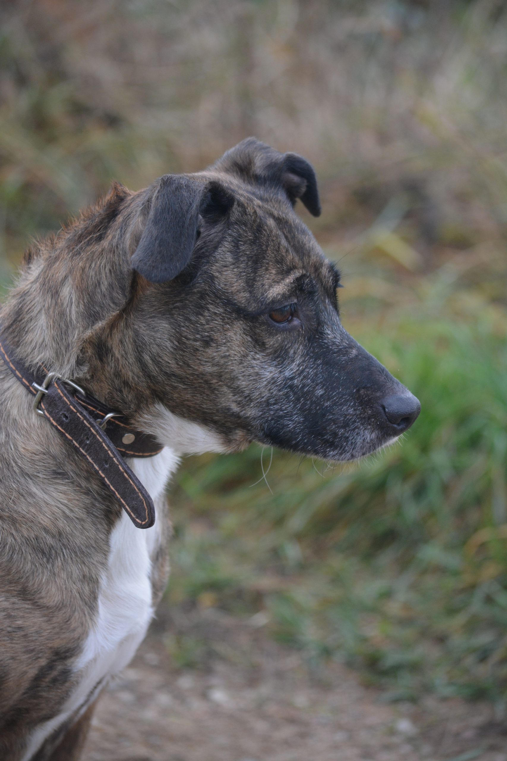 „Sonia“ durfte es nie schön haben in ihrem Leben. Sucht ein stabiles Zuhause. Ca. 2020 geboren.