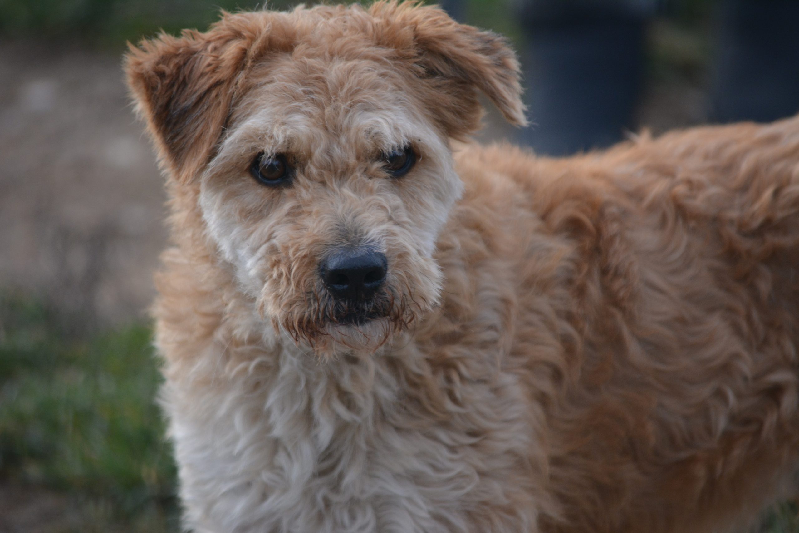 „Tofik“ kommt ursprünglich aus der Ukraine. Sucht erfahrene Halter mit Geduld. Ca. 2021 geboren.