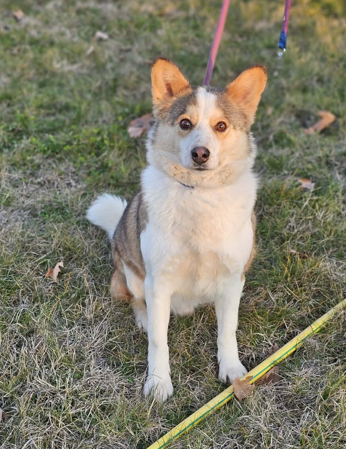 Kleiner, gut verträglicher Rüde „Vinzenz (Vuchko)“, ca. 2022 geboren.