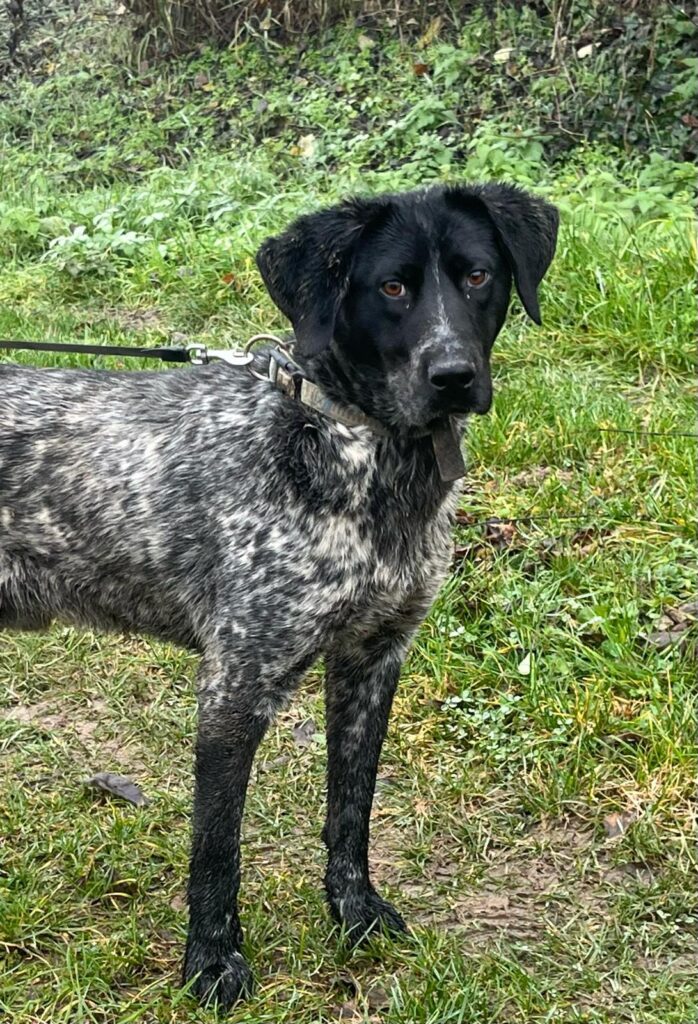 „Čeda“, geb. 10.10.2024, lieber Jagdhundrüde sucht aktive Halter, liebt die Natur und den Wald.