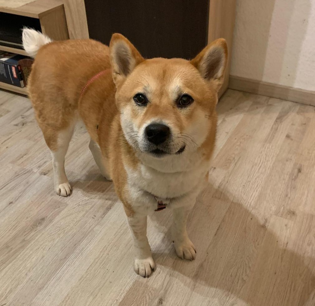 „Coco“ sucht eine ruhige Endstelle, derzeit auf Not-Pflegestelle in Solingen (NRW, bei Köln), ca. 01.2023 geboren.