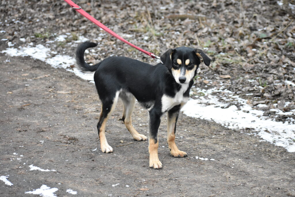 Kleiner Pinscher Mischling „Diesel“, geb. 30.11.2024, sucht ein Zuhause.