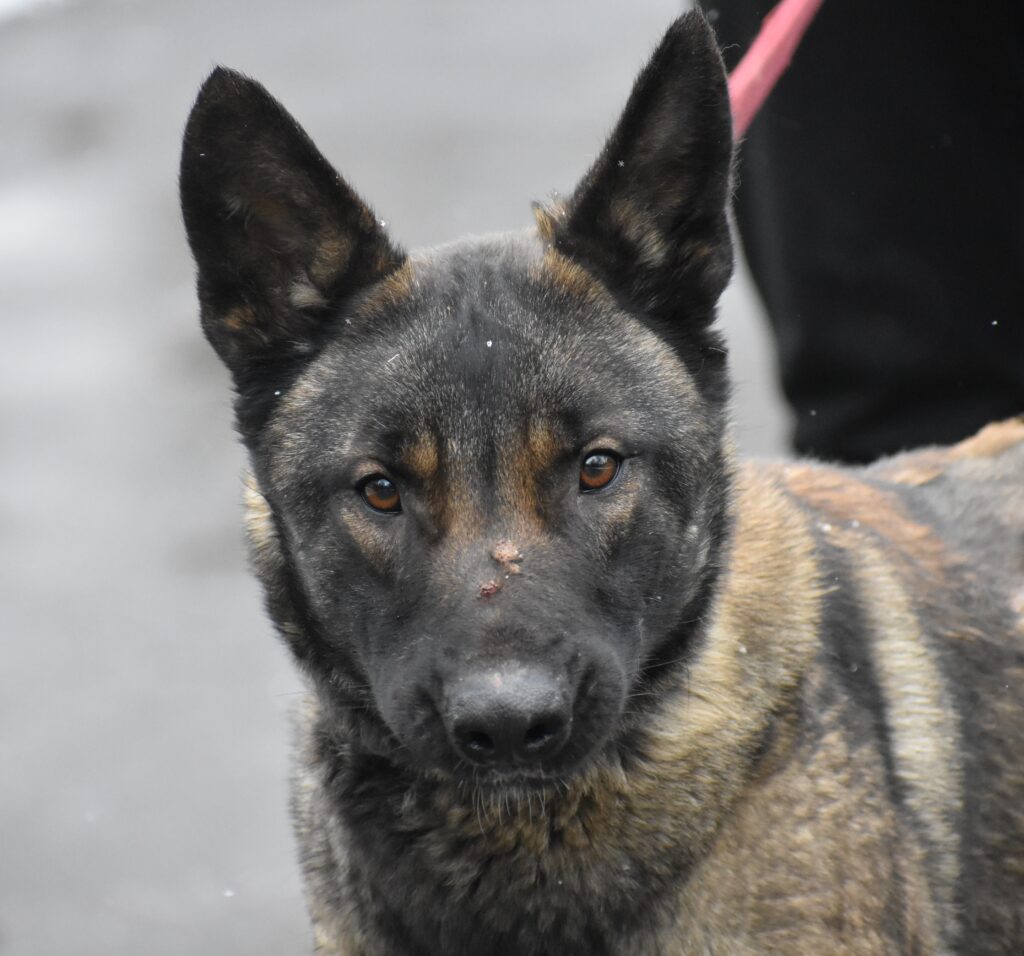 Sehr menschenbezogene Malinois-Mischlingshündin „HAZEL“, geb. 11/2022.