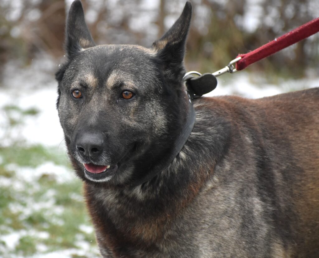 „Loki“ (geb. 11.06.2021), sehr lieb, sucht ein neues Zuhause.