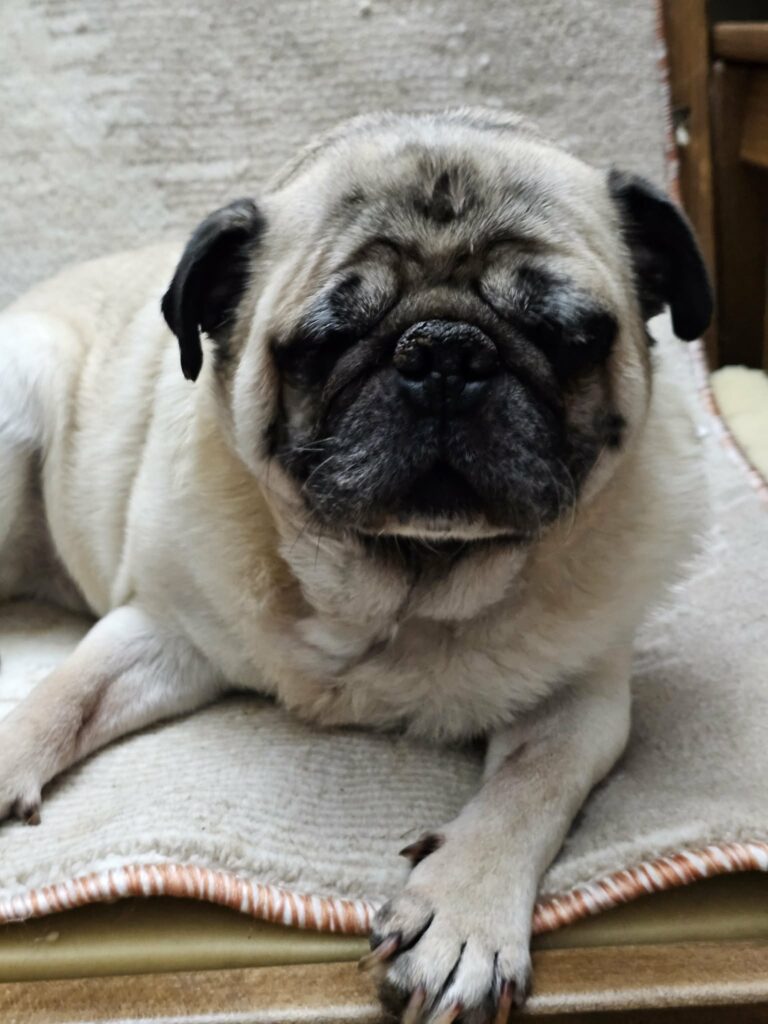 Lieber Mops „Oskar“, ca. 2016 geboren, sucht ein gemütliches Körbchen. Gut verträglich.