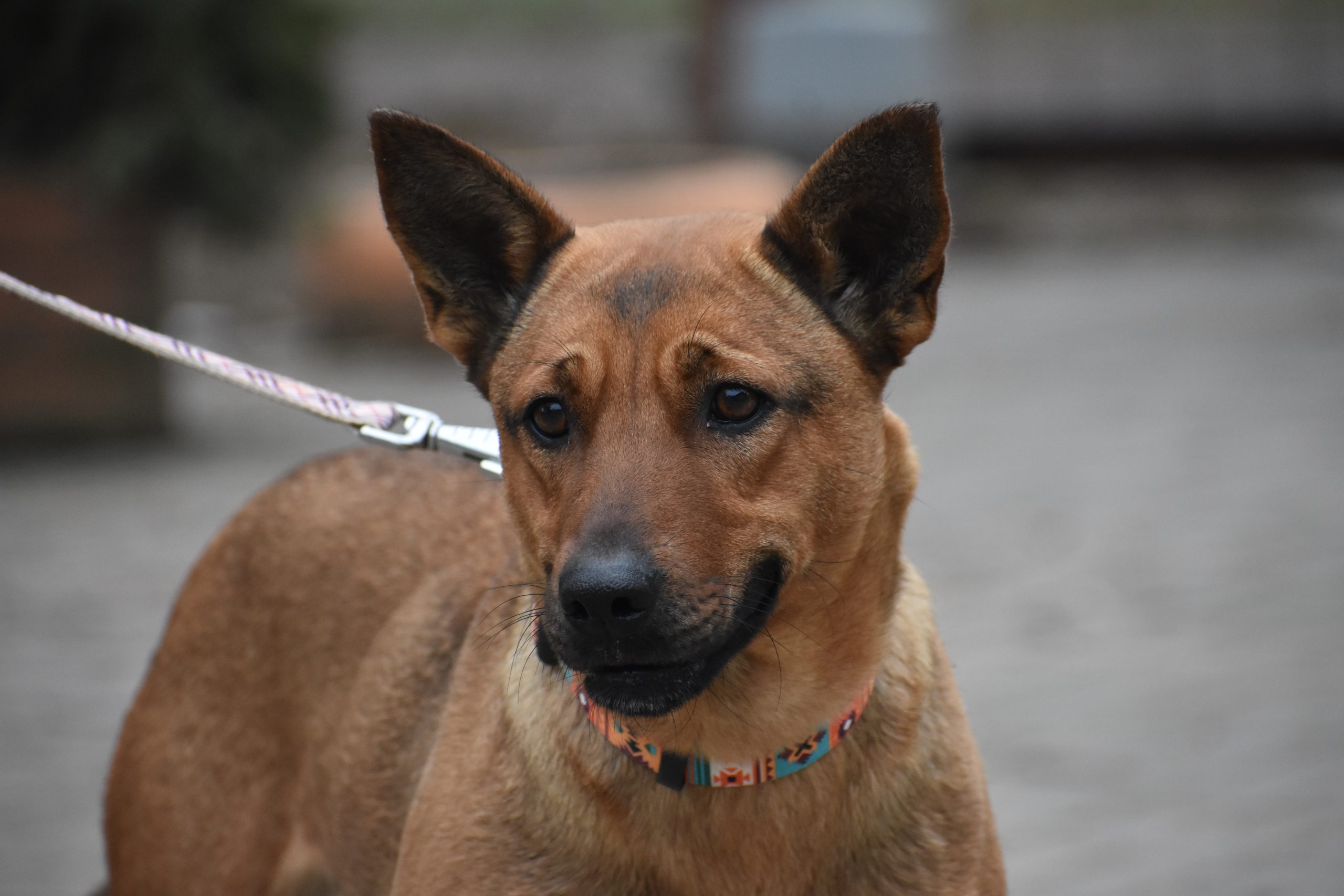 Aktive Hündin „Arabella“, geboren 15.01.2025, sucht Zuhause.