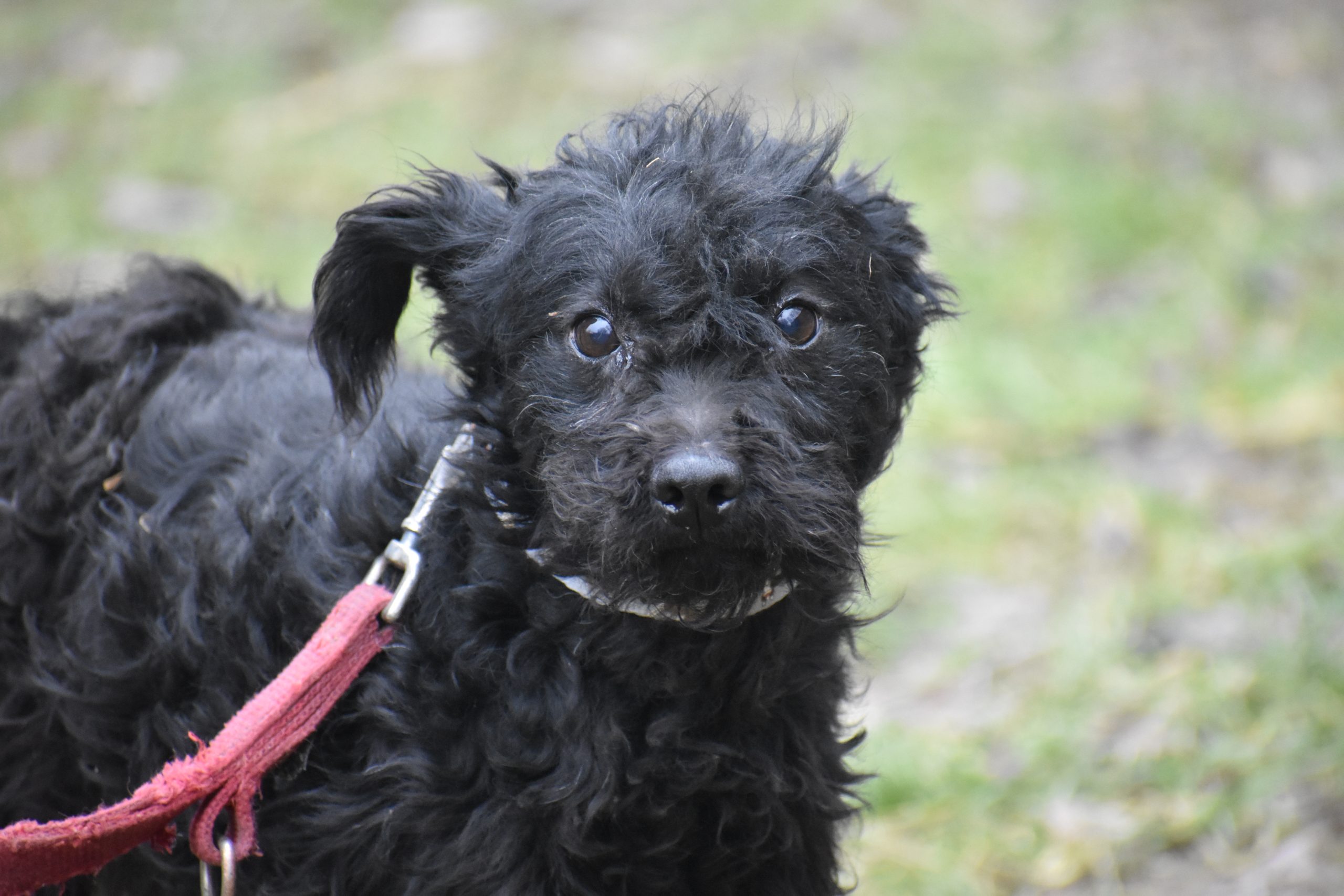 Kleine liebe Puli-Mischlingshündin „Baboca“, ca. Januar 2023 geboren, sucht ein Zuhause.