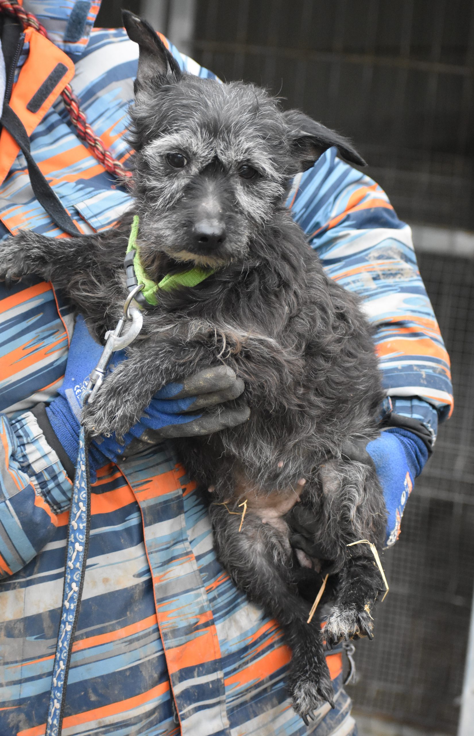 Kleines liebes Zottelmädchen „Eperke“, ca. Juni 2016 geboren, sucht ein gemütliches warmes Plätzchen.