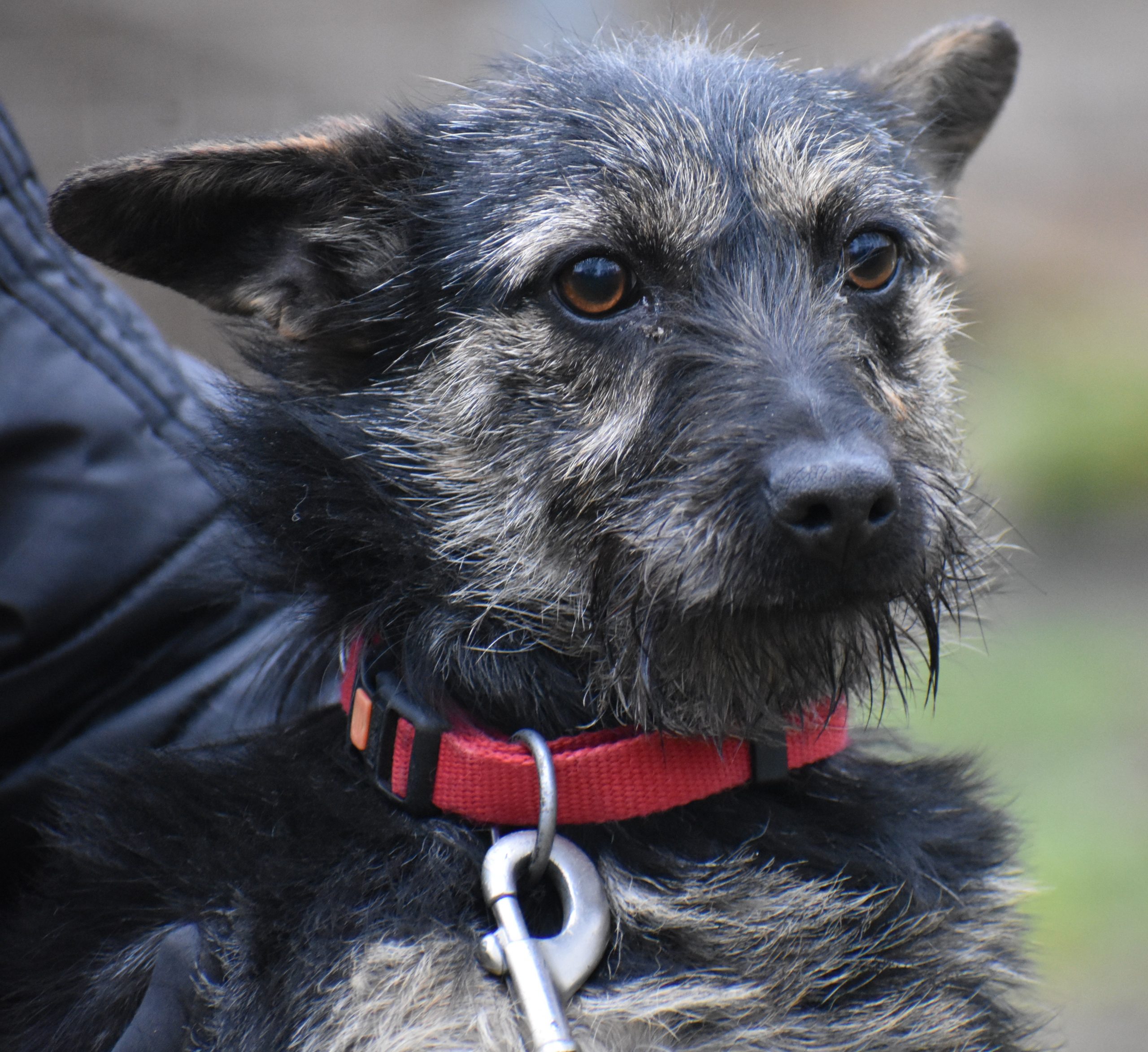 Kleine Mischlingshündin „XENIA“, geb. ca. 01.2024, sucht ruhiges Zuhause.